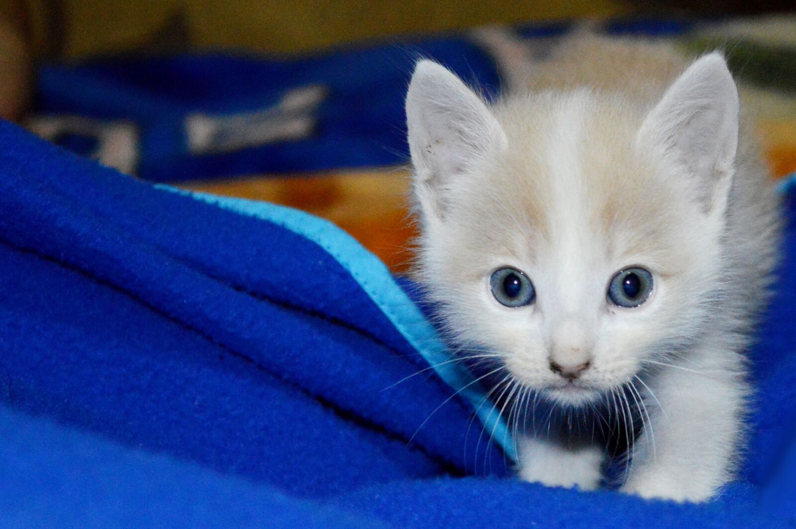 Nikon D3200 sample photo. Cat, kitten, pussycat photography