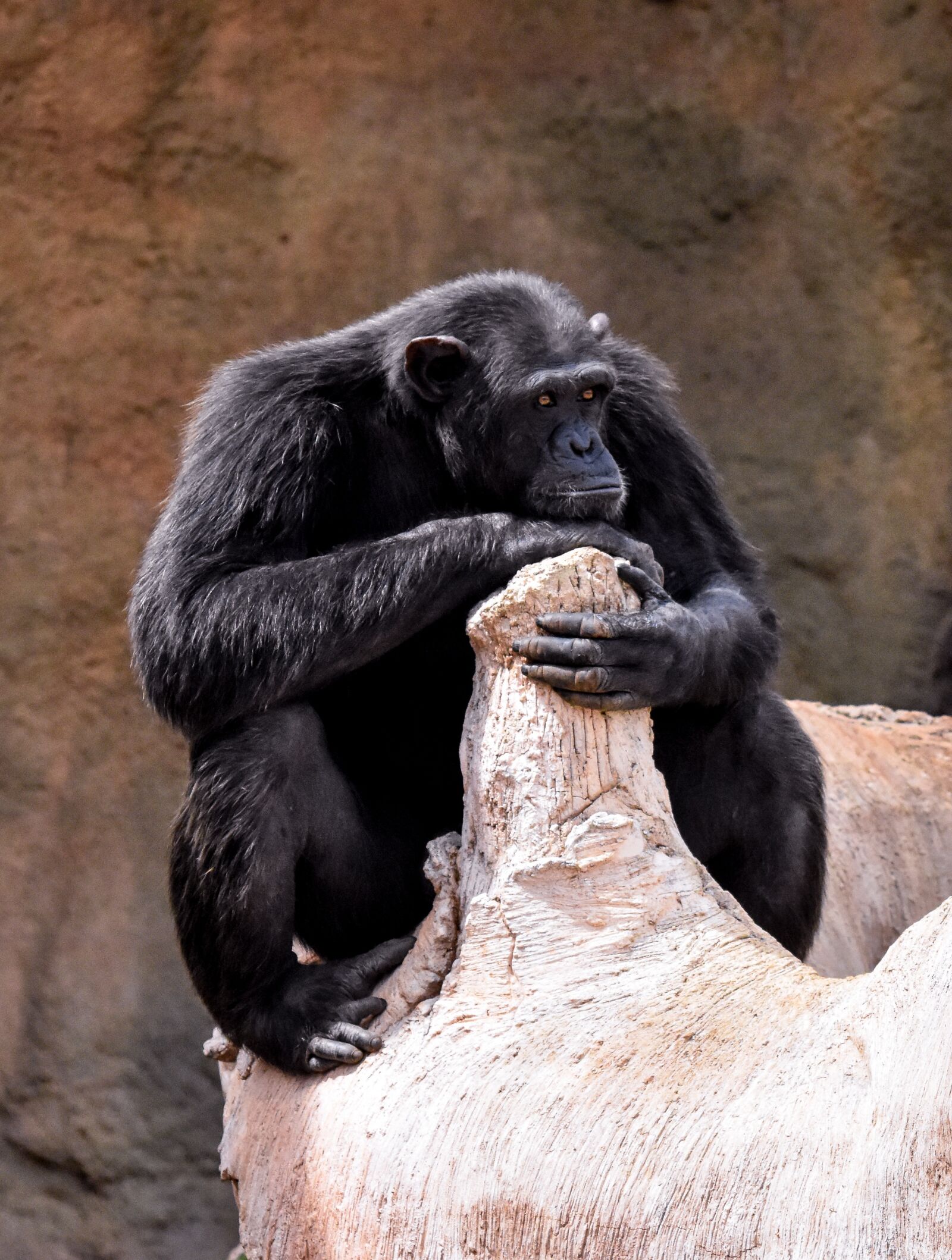 Nikon D7200 sample photo. Chimpanzee, animal, wild photography