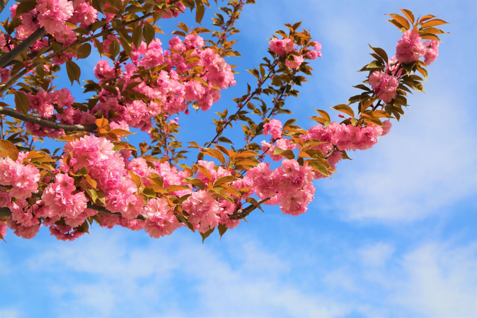 Canon EF 24-105mm F4L IS USM sample photo. Flower, tree, current season photography