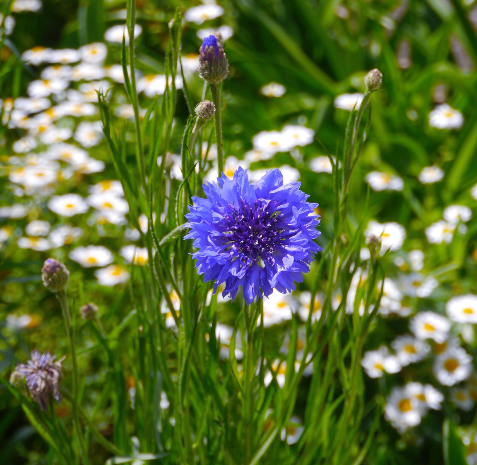Panasonic Lumix DMC-GX1 sample photo. Flowers, blue, blue-violet photography