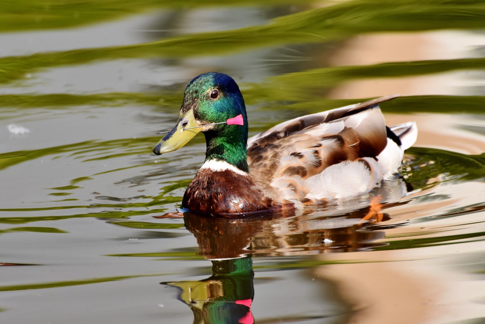 Nikon D7200 sample photo. Cruelty to animals, animal photography