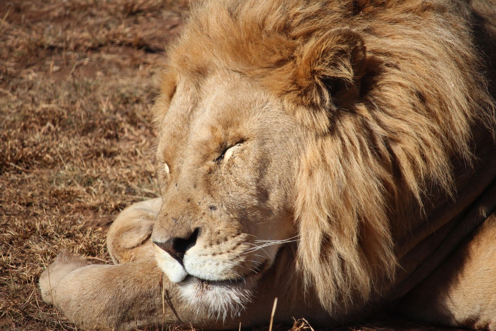 Canon EOS 600D (Rebel EOS T3i / EOS Kiss X5) + Canon EF-S 55-250mm F4-5.6 IS STM sample photo. Lion, sleeping, wildlife photography