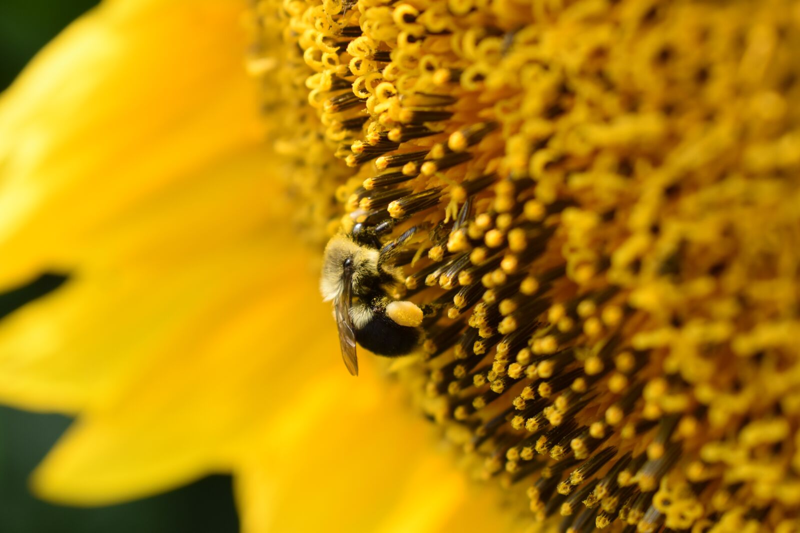 Nikon D5500 sample photo. Sunflower, bee, bumble bee photography