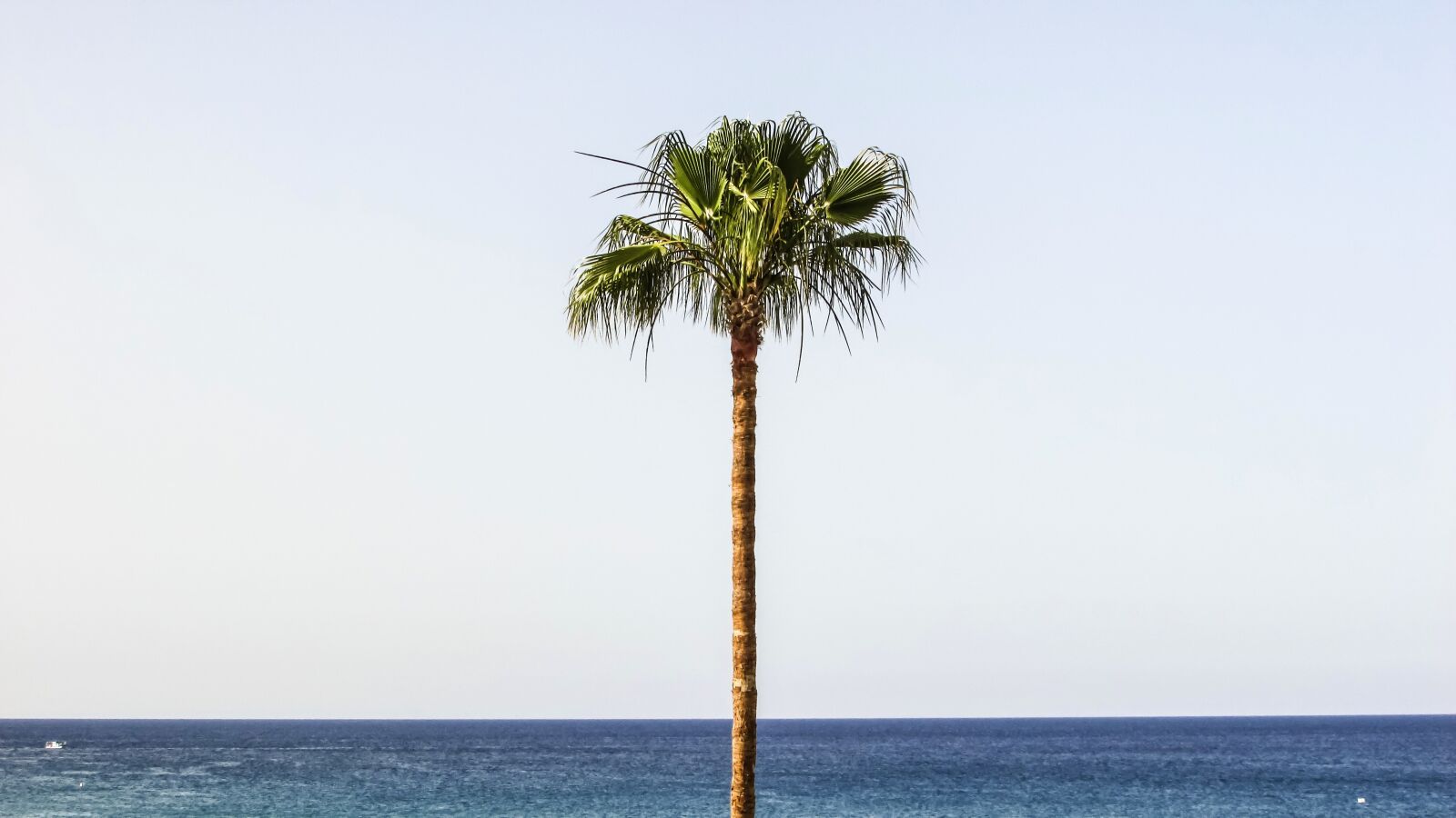 Canon PowerShot SX400 IS sample photo. Palm, beach, sky photography