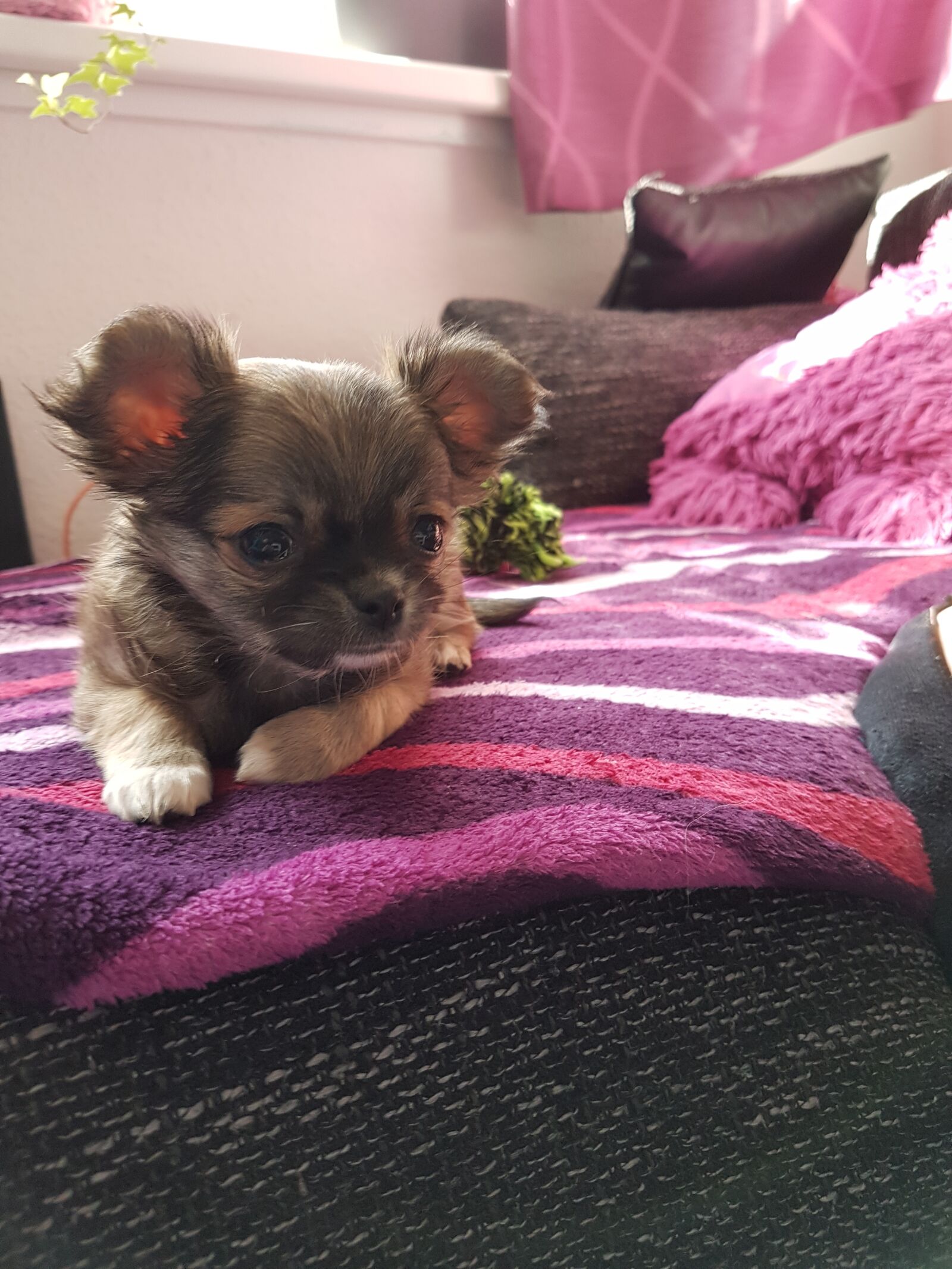 Samsung SM-G930F sample photo. Dog, puppy, pet photography