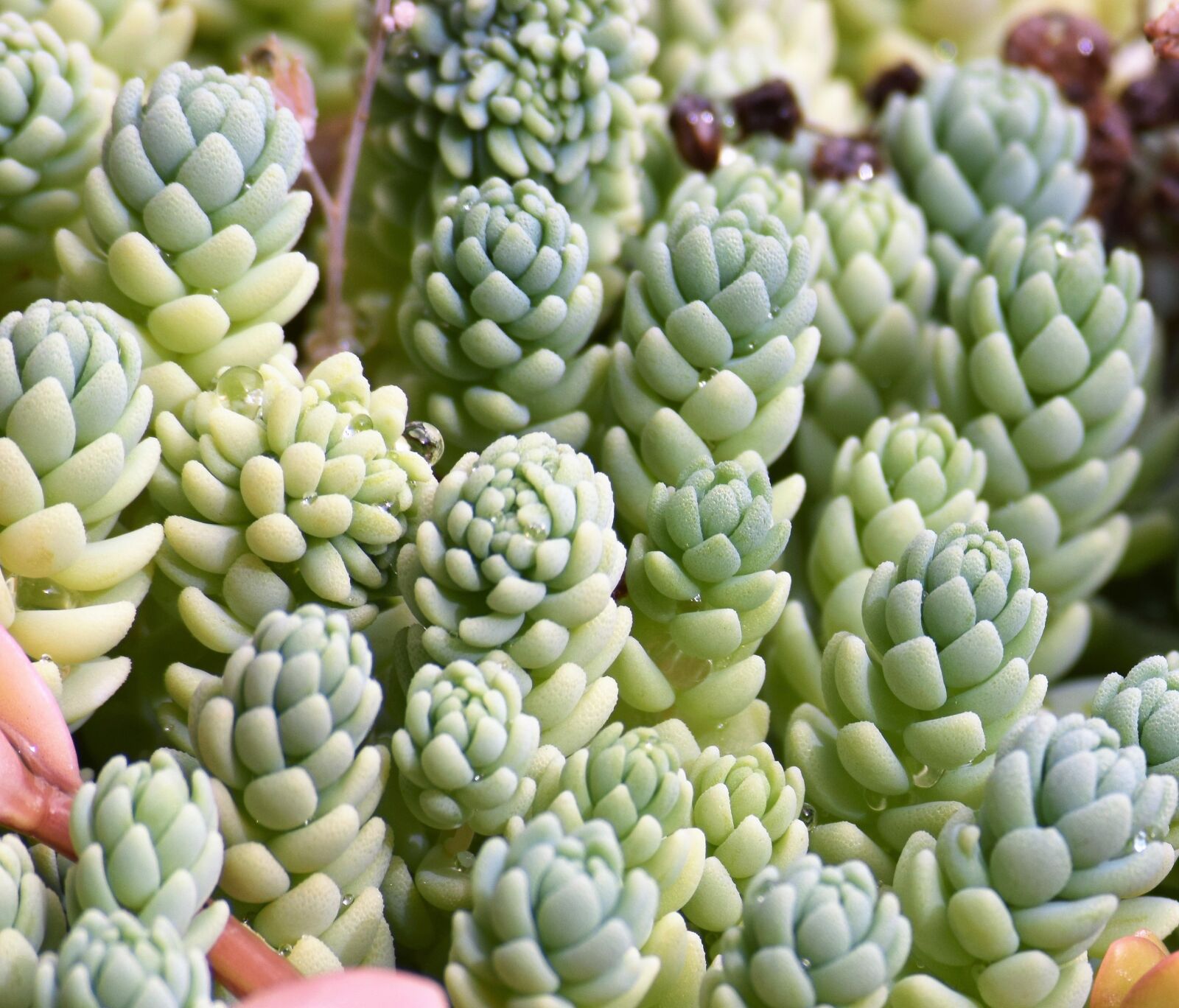 Nikon D3300 sample photo. Succulent life, garden, succulent photography