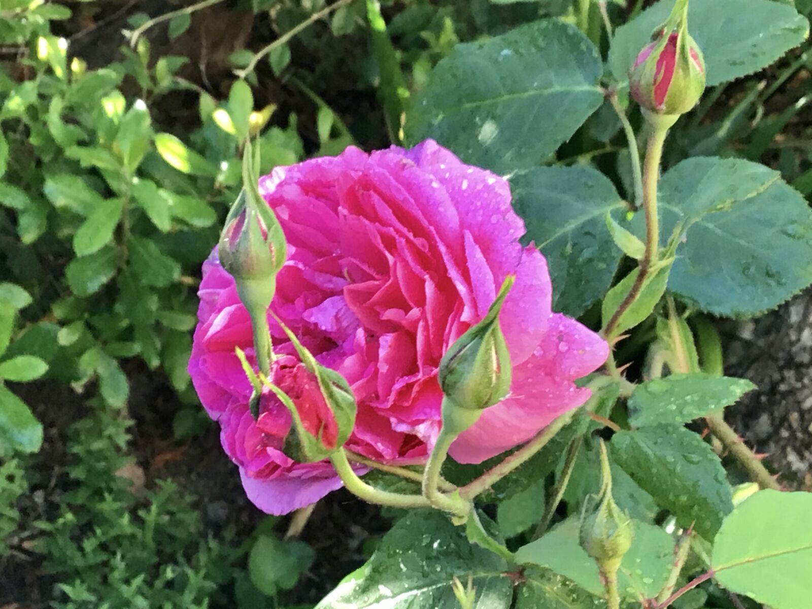 Apple iPad (6th generation) sample photo. Rose, pink, flora photography