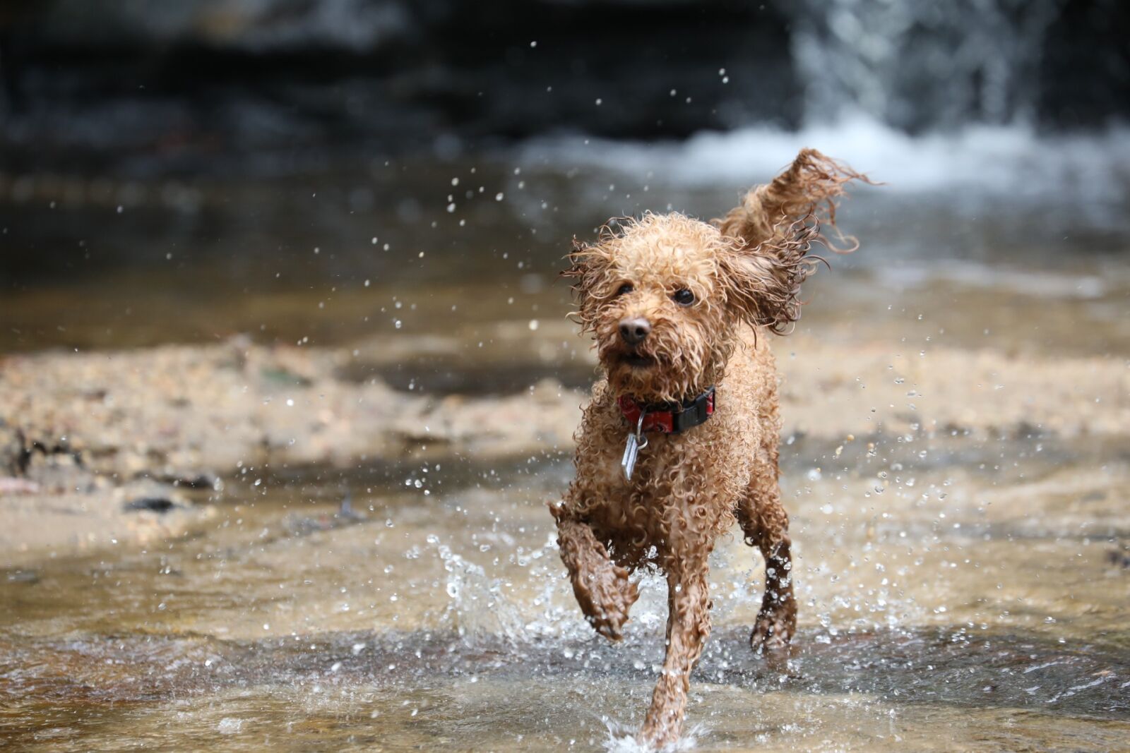 Canon EF 70-300mm F4-5.6L IS USM sample photo. Poodle, toy poodle, dog photography