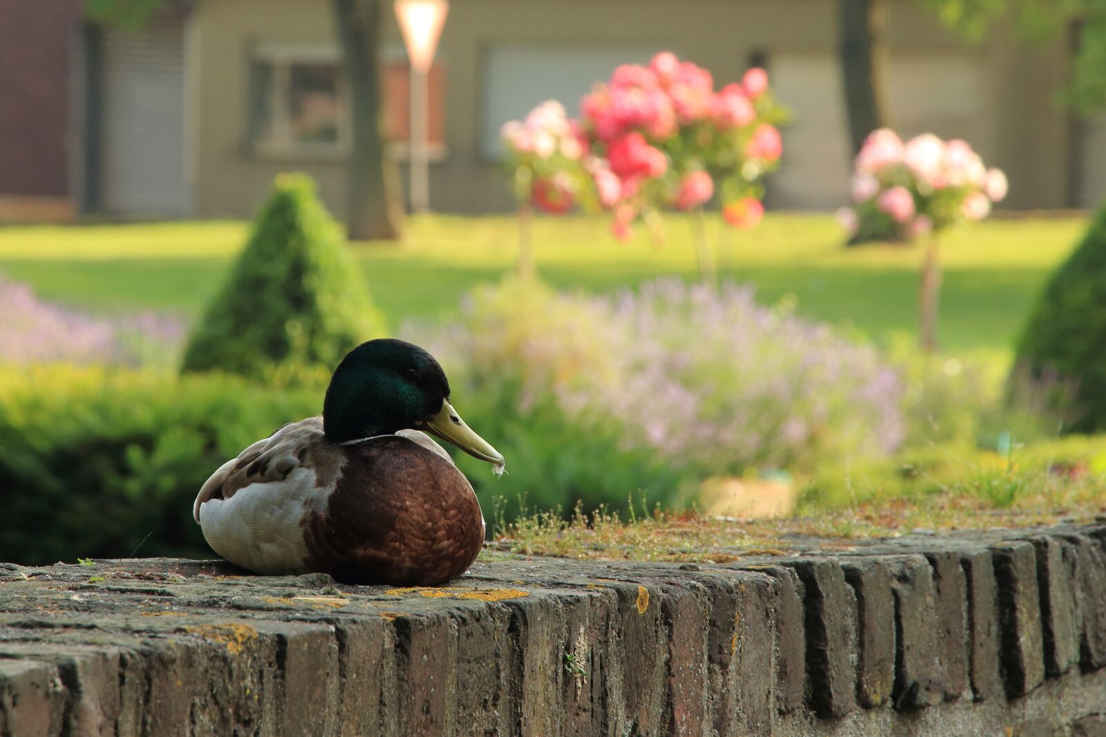 Canon EOS 700D (EOS Rebel T5i / EOS Kiss X7i) sample photo. Duck, water bird, drake photography
