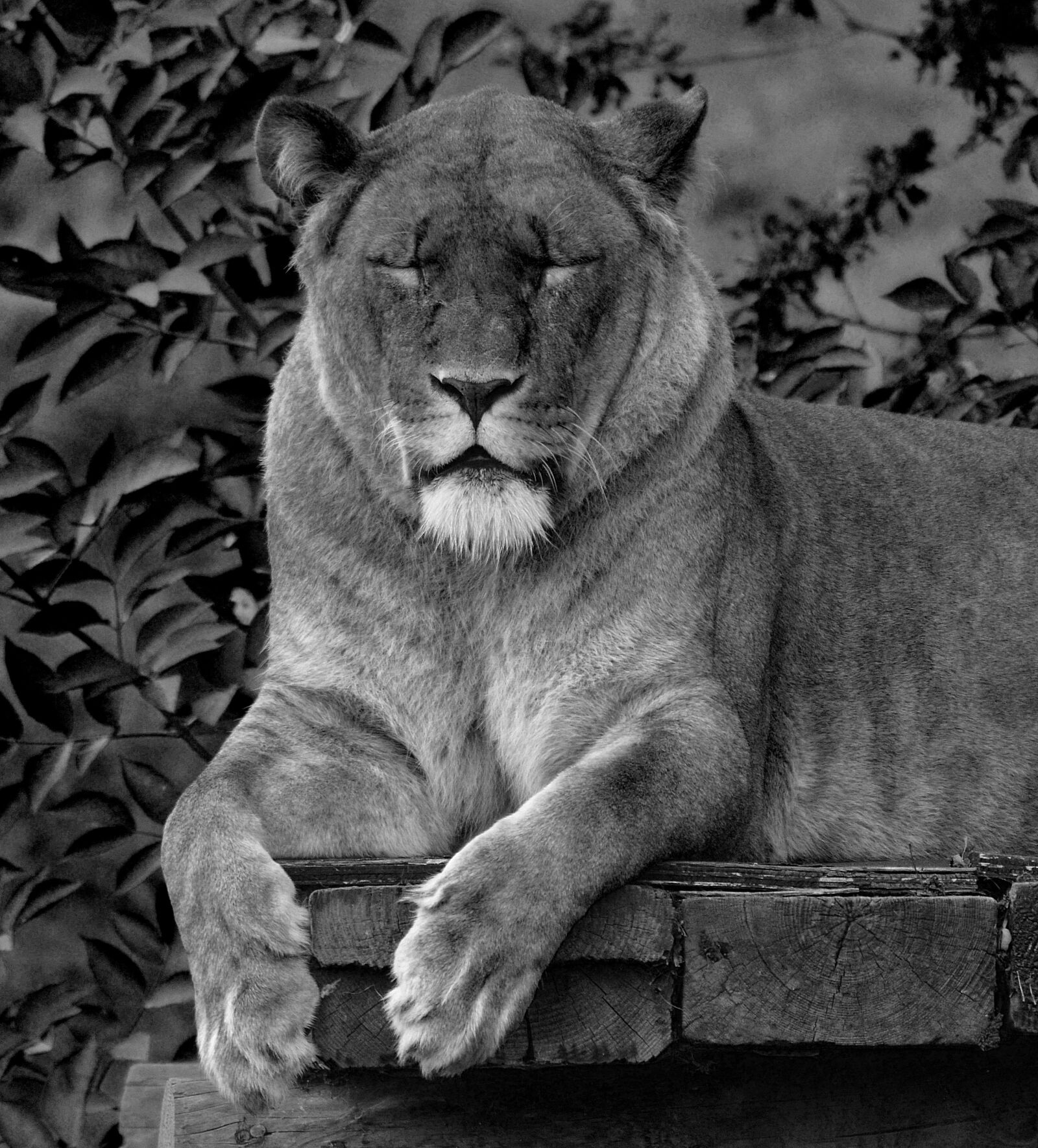 Nikon D7000 sample photo. Lion, animal, wild photography