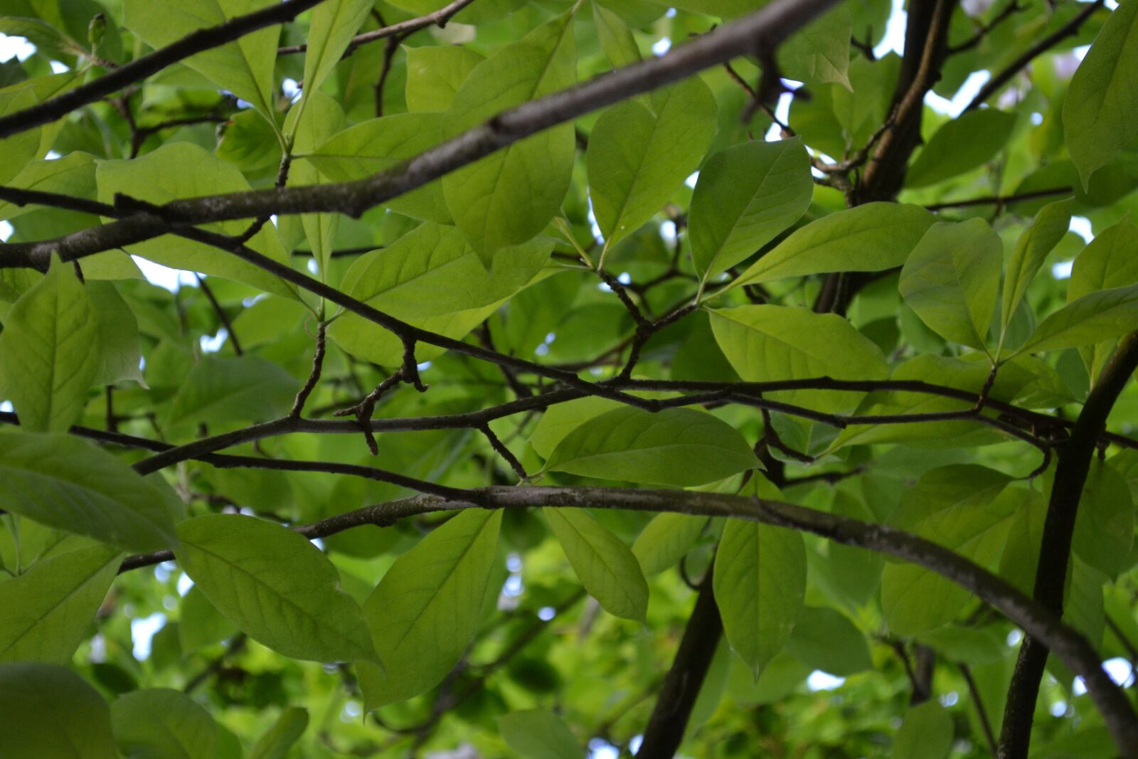 Nikon D3100 sample photo. Green, plants, nature photography