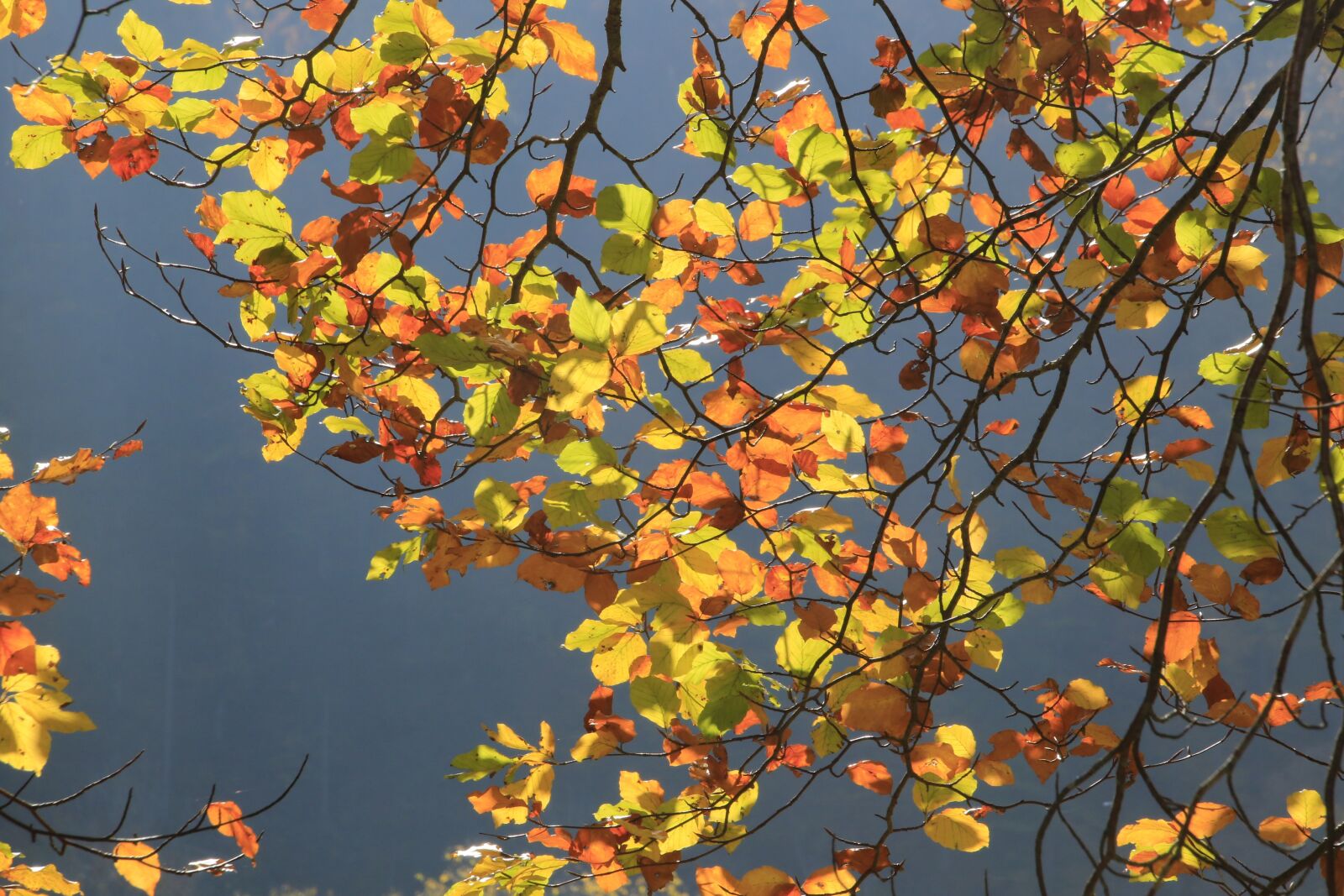 Canon EOS 7D Mark II sample photo. Autumn, sun, leaves photography
