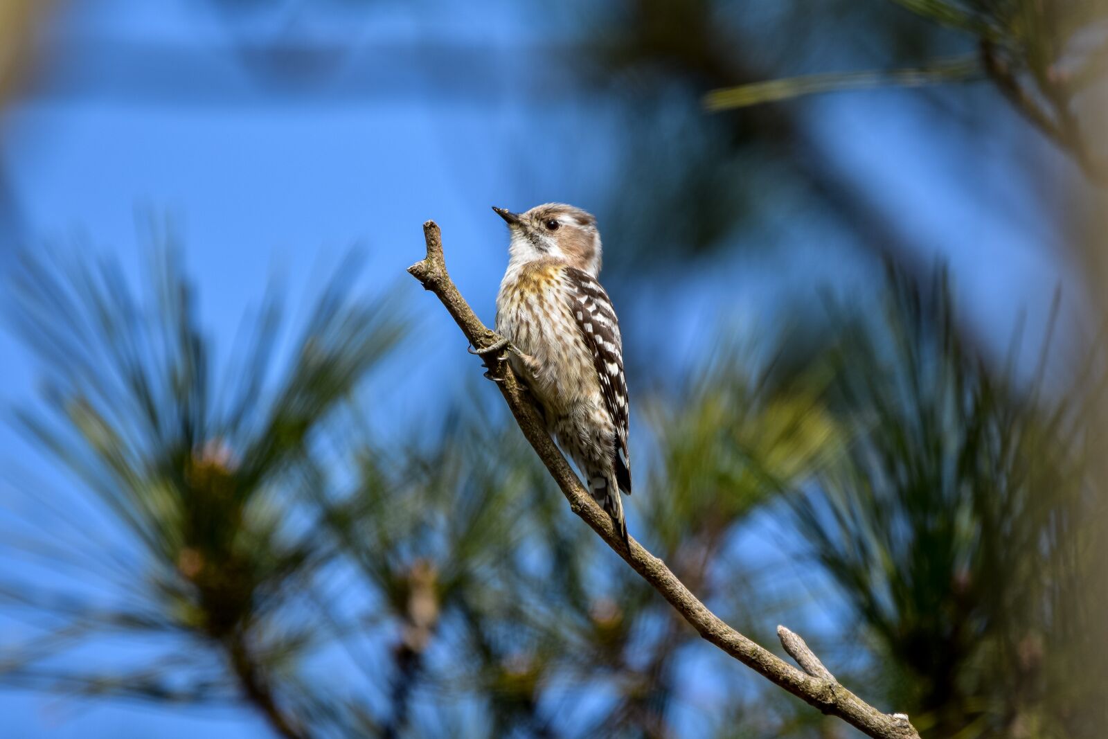 Nikon D7200 sample photo. Animal, forest, wood photography