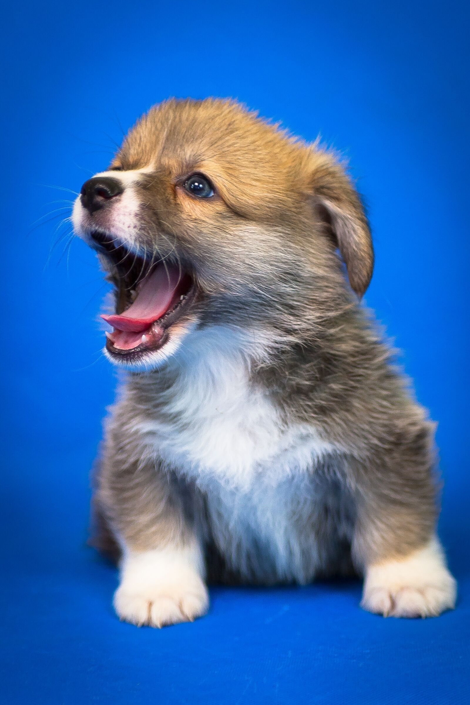 Canon EOS 40D sample photo. Pet, animals, dog photography