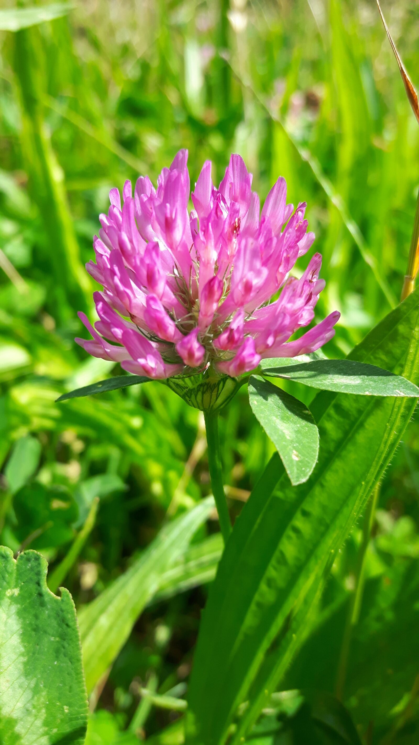 Samsung Galaxy S5 Neo sample photo. Flower, clover, nature photography
