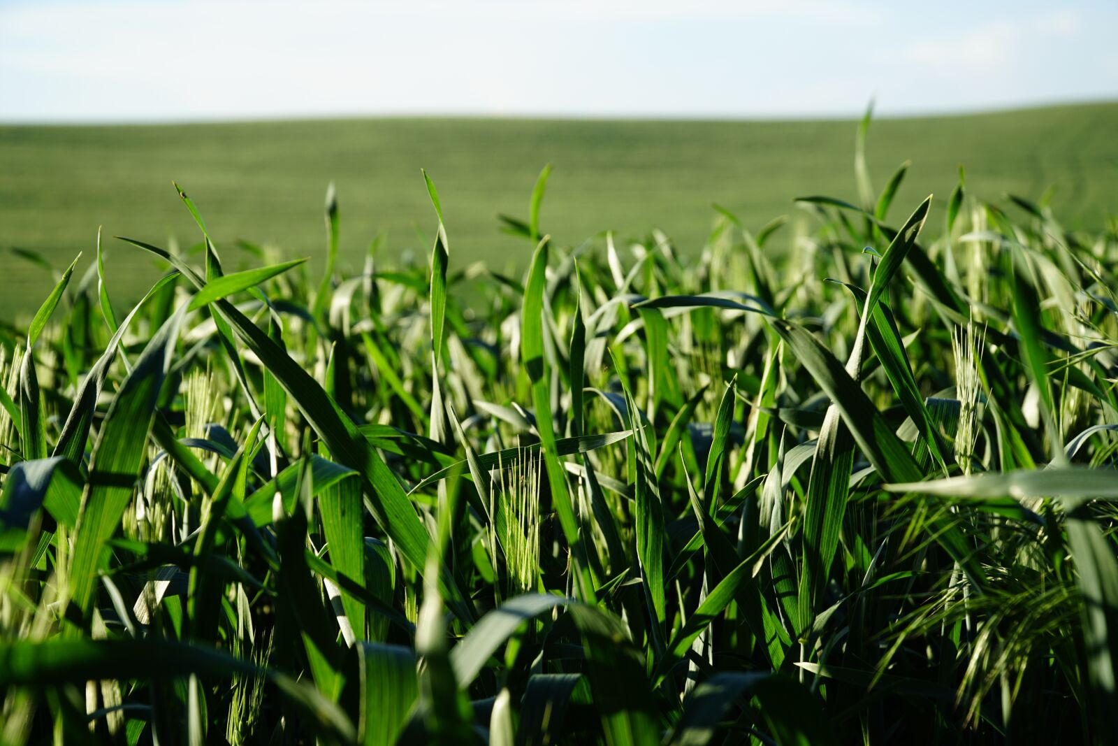 Sony a6000 + Sony E PZ 18-105mm F4 G OSS sample photo. Grass, green, sky photography