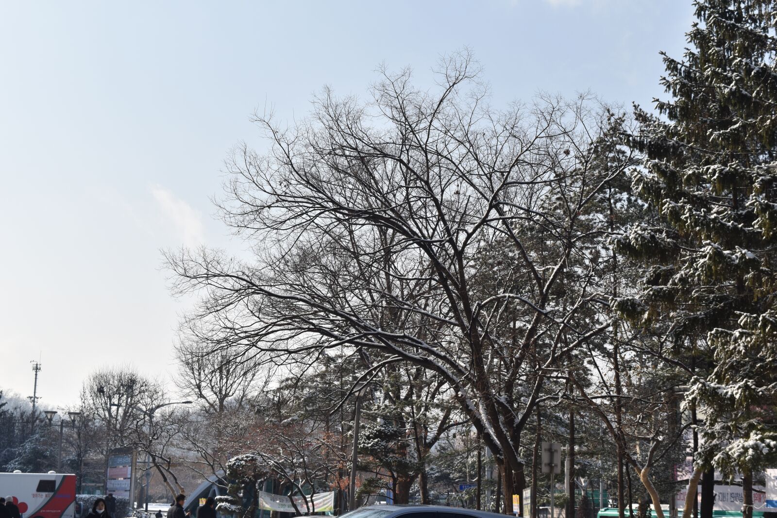 Nikon D5500 sample photo. Tree, view, snow photography