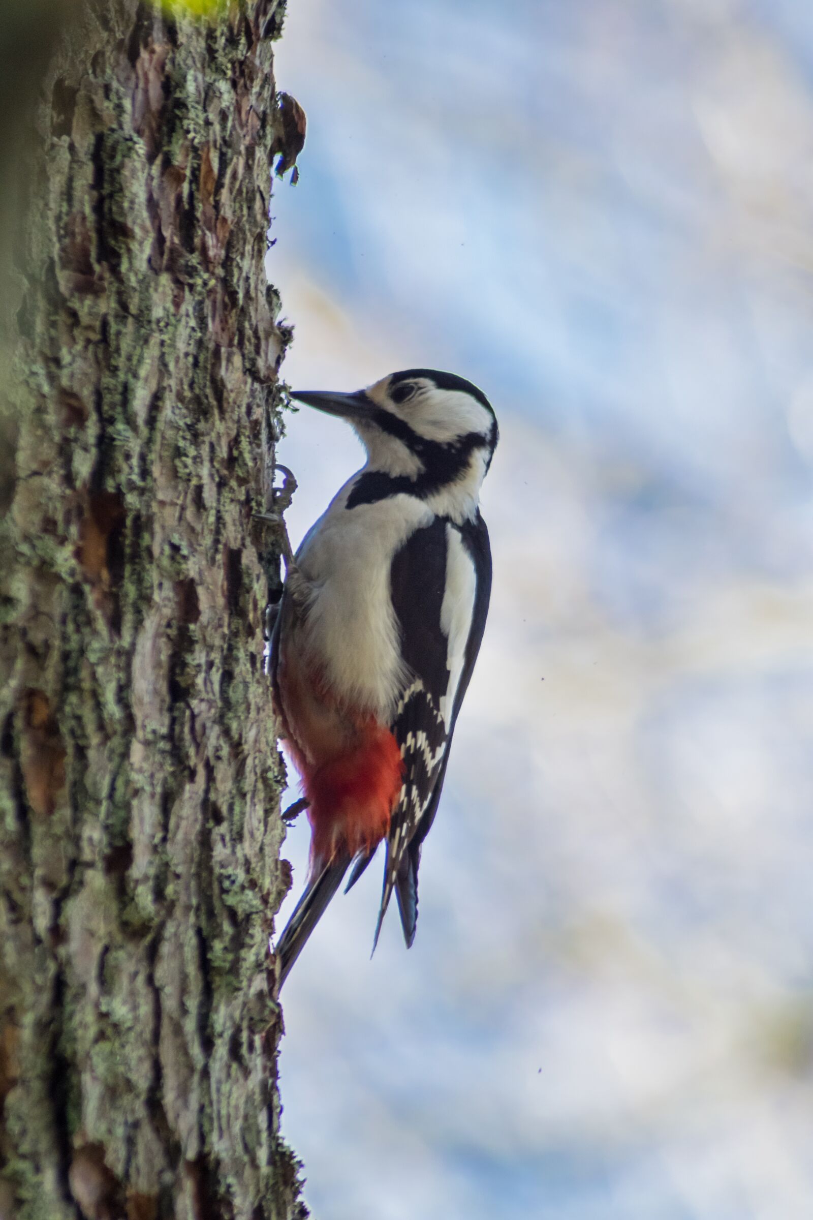 Nikon D3300 sample photo. A great spotted woodpecker photography