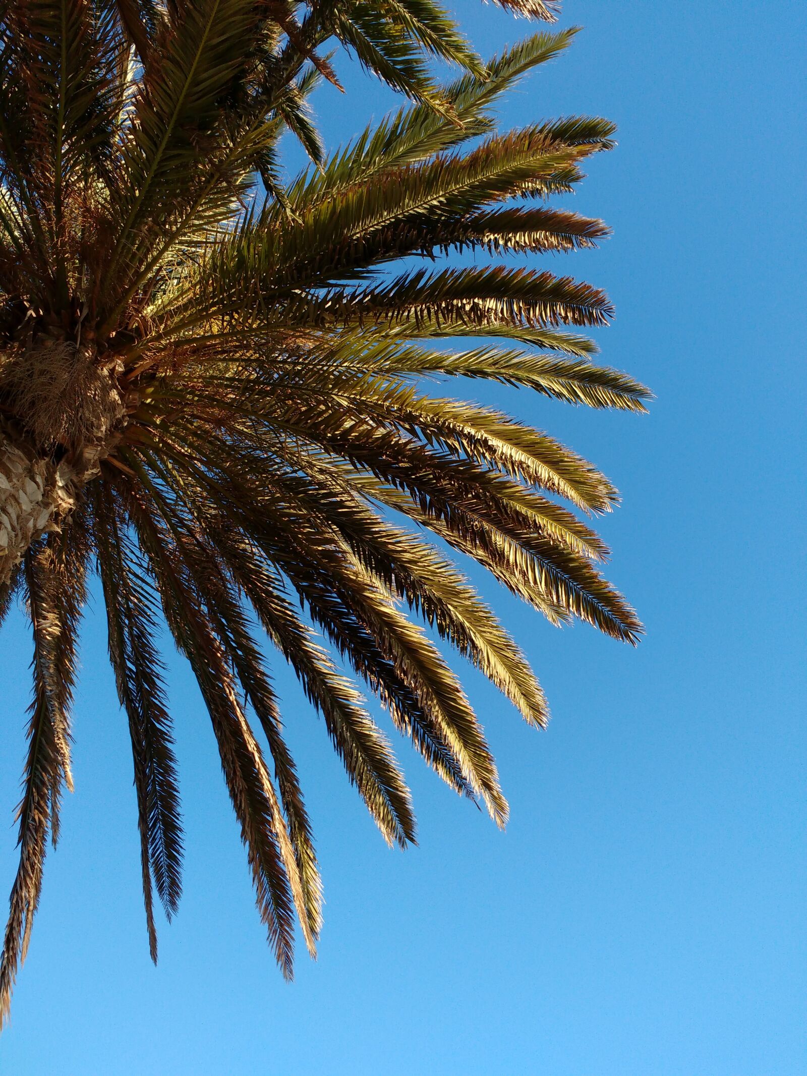 Motorola MotoG3 sample photo. Palm, leaf, tropical photography