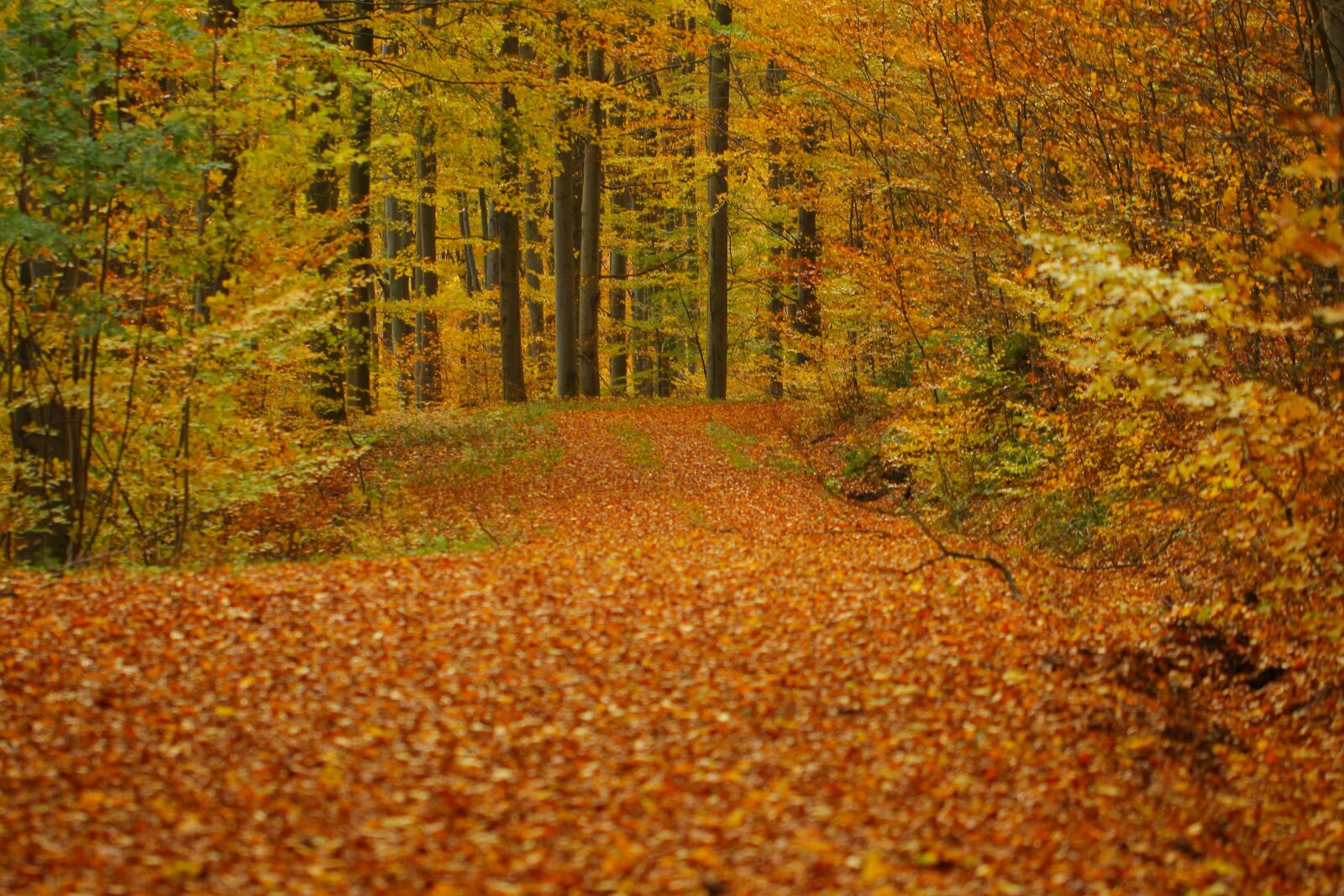 Canon EOS 50D sample photo. Leaves, autumn, forest photography