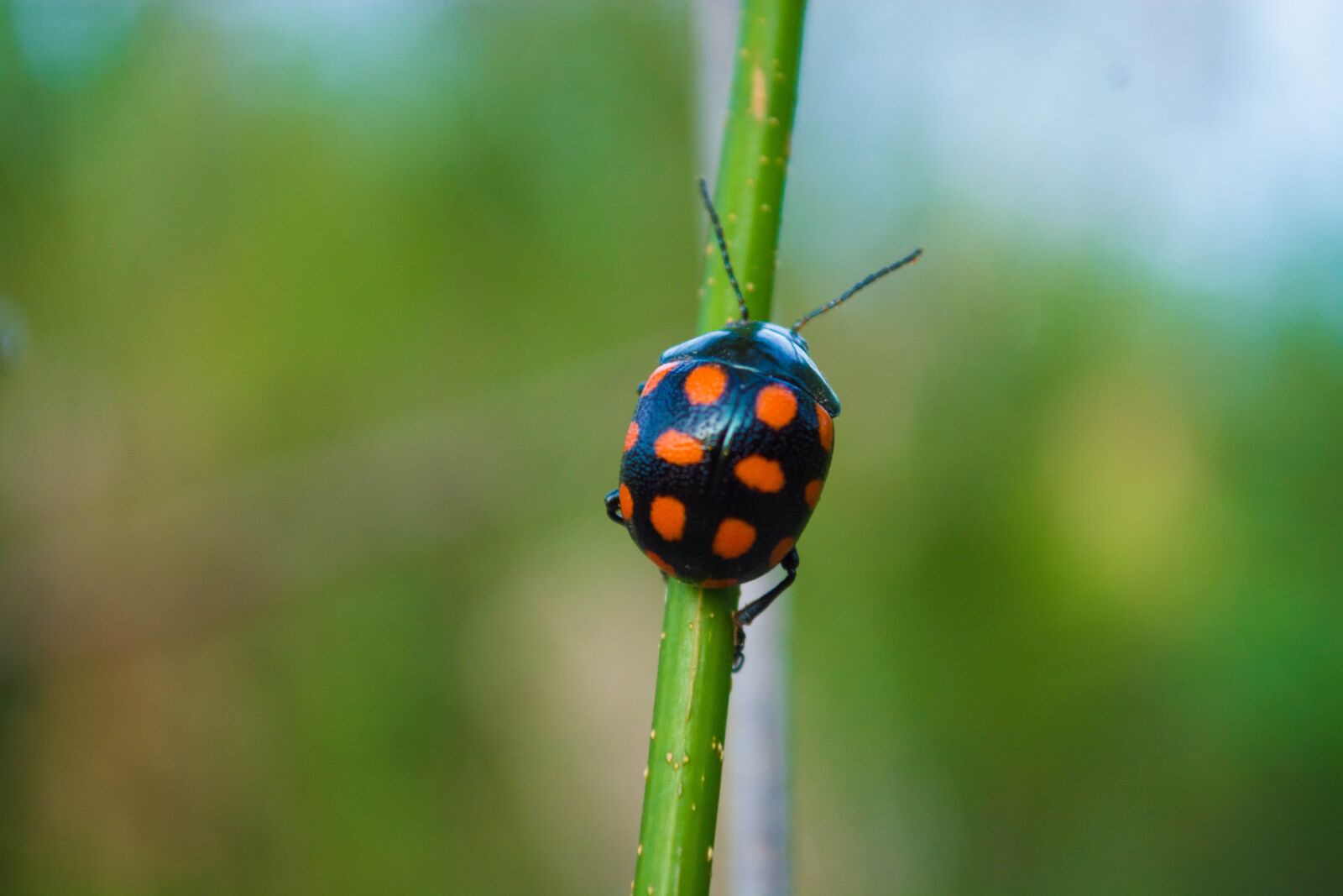 Nikon D5200 sample photo. Ladybug, black, orange photography