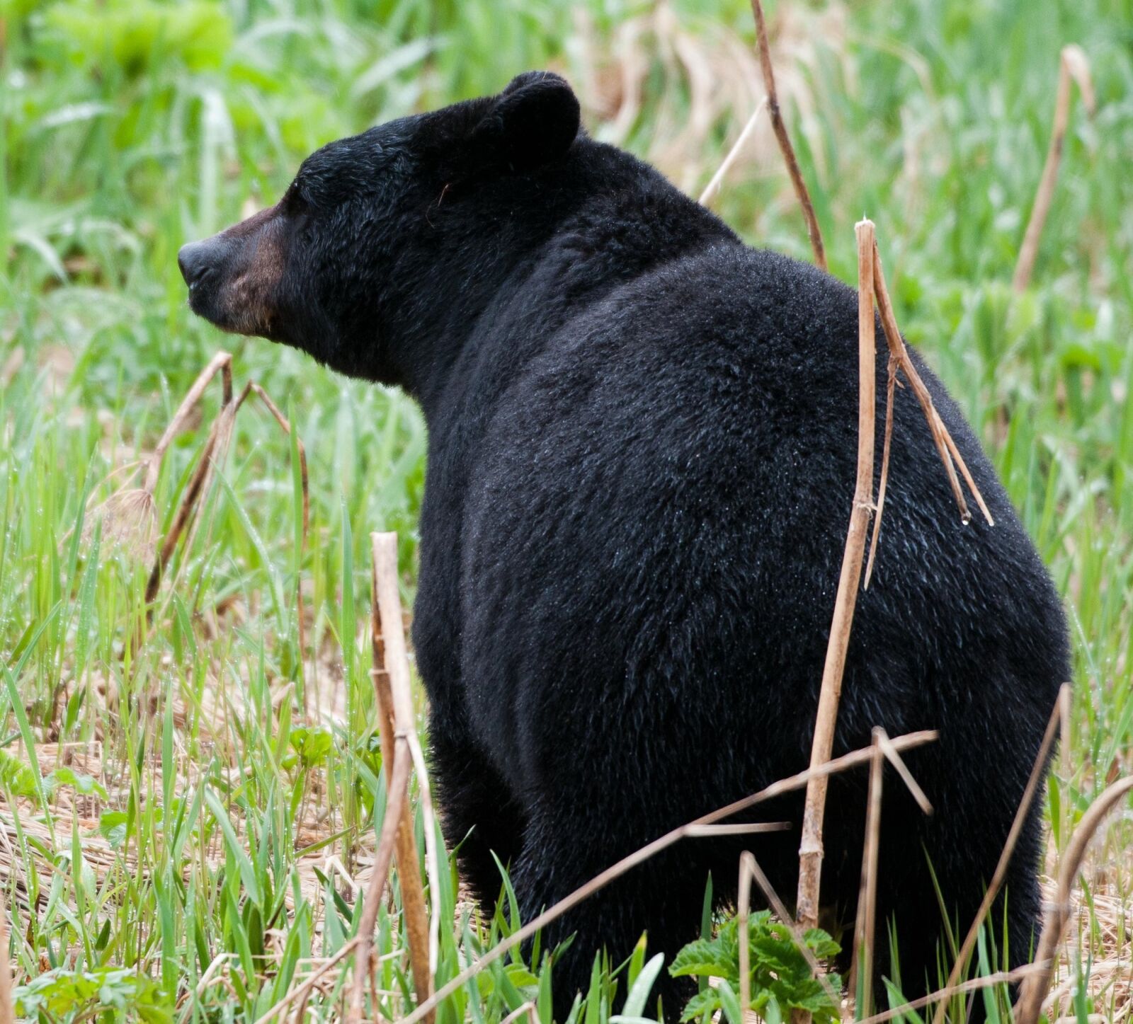 Nikon D300S sample photo. Black bear, meadow, wild photography