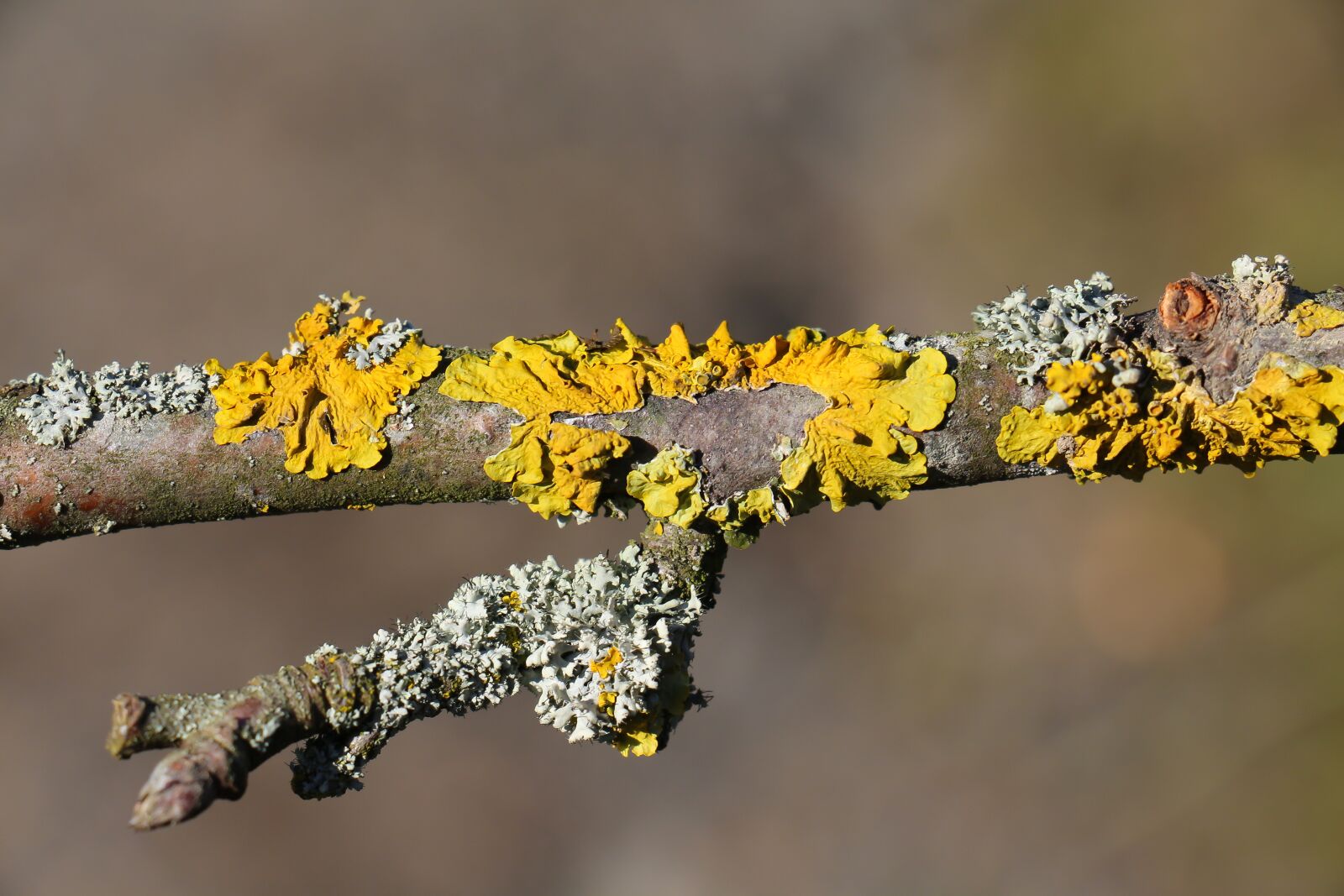 Canon EOS 700D (EOS Rebel T5i / EOS Kiss X7i) sample photo. Branch, close up, moss photography