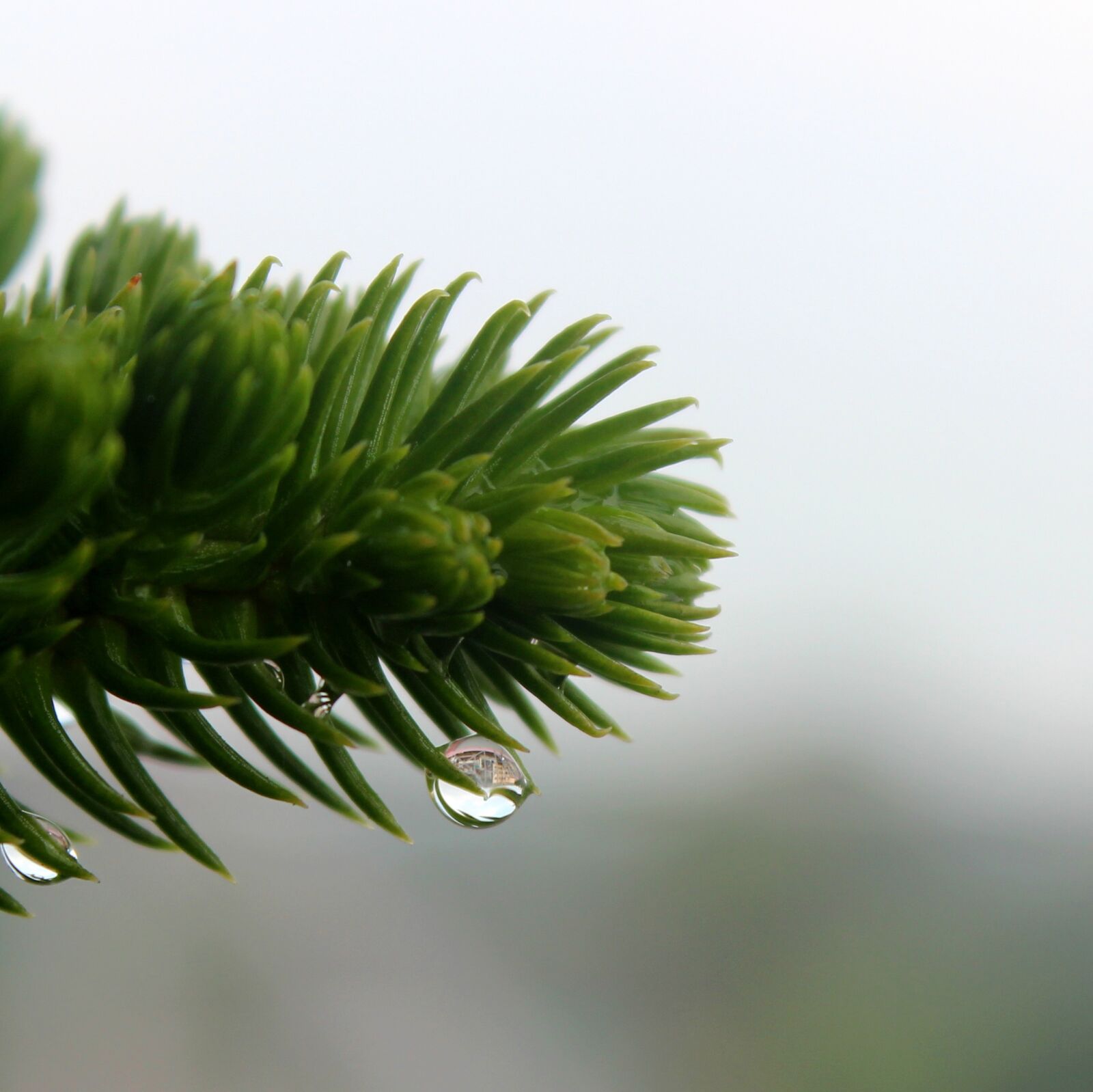 Canon EOS 600D (Rebel EOS T3i / EOS Kiss X5) sample photo. Drops, dew, water photography