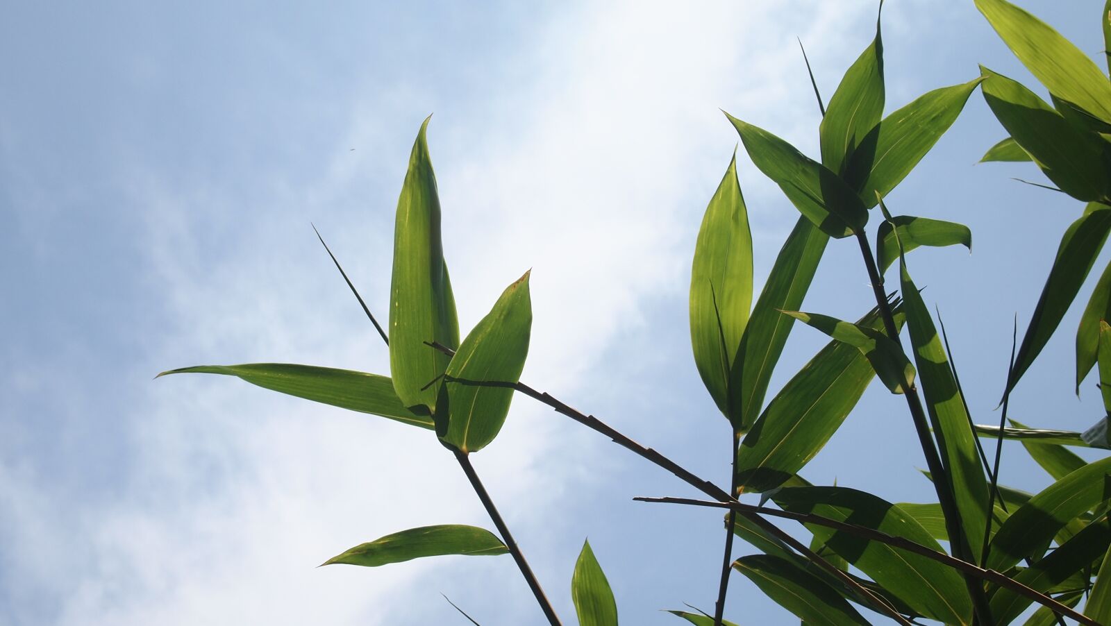 Olympus PEN E-PL2 sample photo. Bamboo, bamboo leaves, blue photography