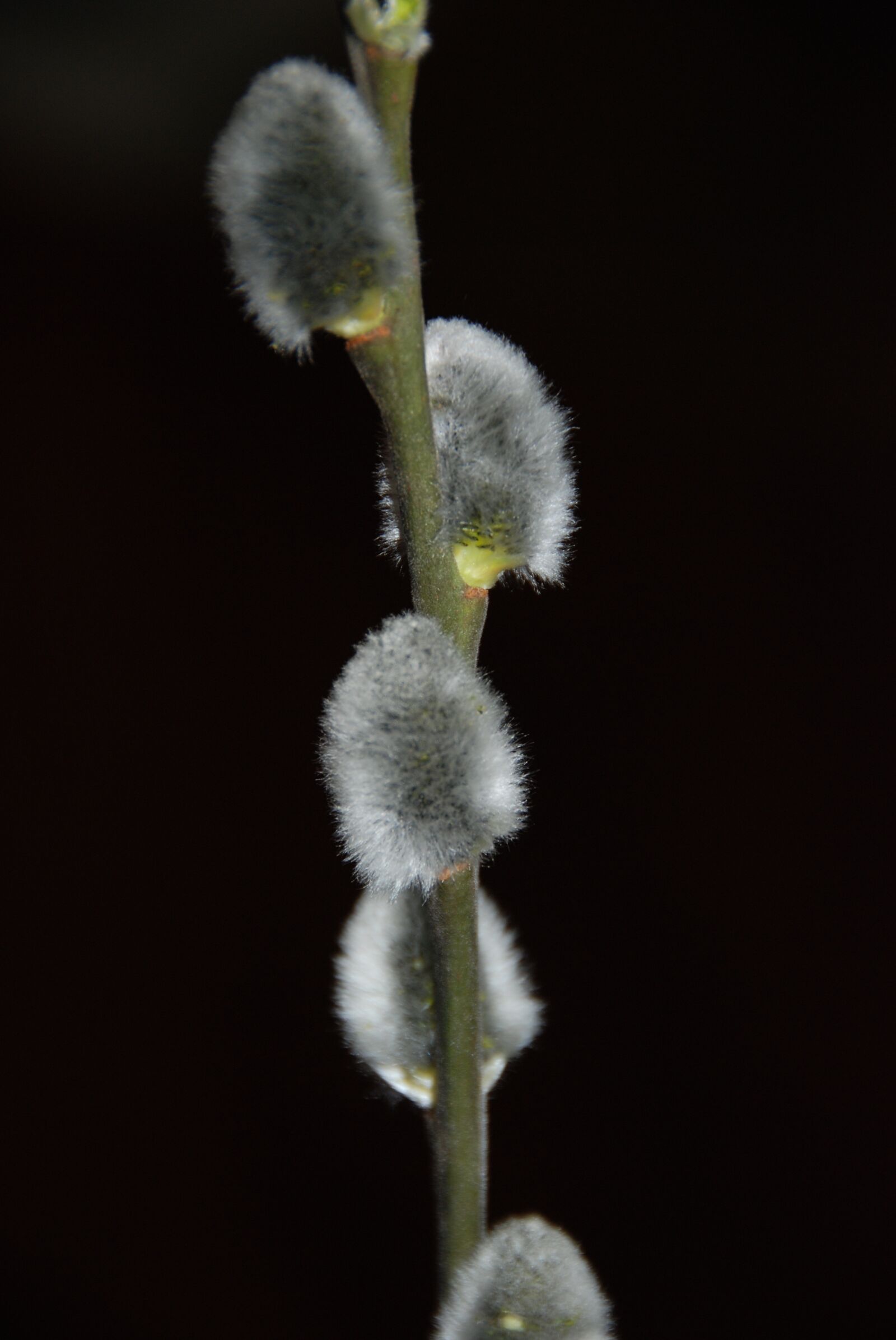 Nikon D80 sample photo. Black, easter, fur photography
