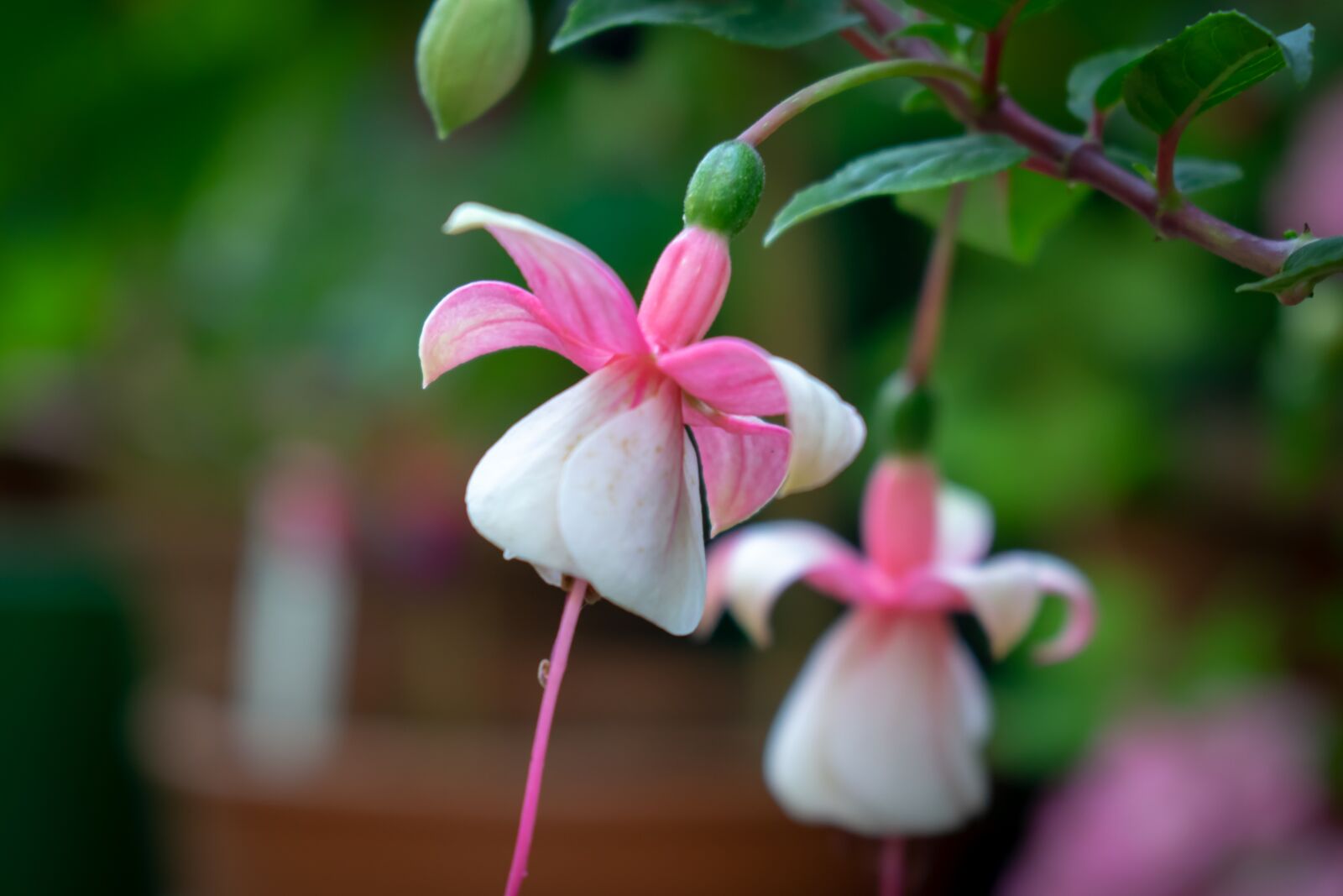 Nikon D3300 sample photo. Flower, nature, garden photography