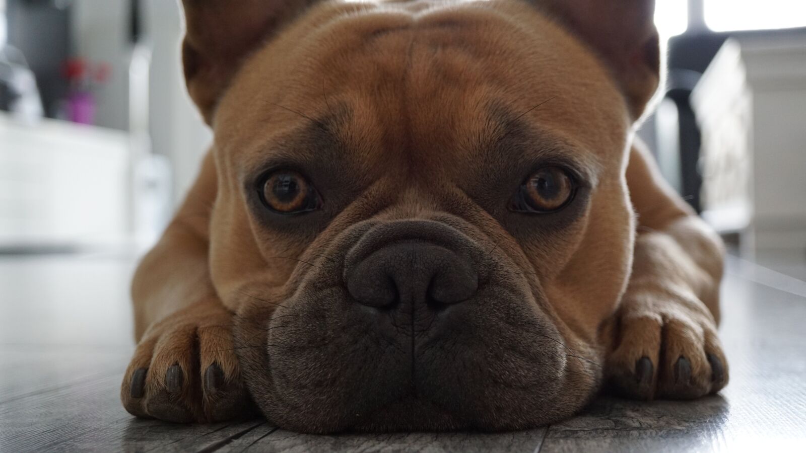 Sony E 30mm F3.5 Macro sample photo. French bulldog, face, snout photography