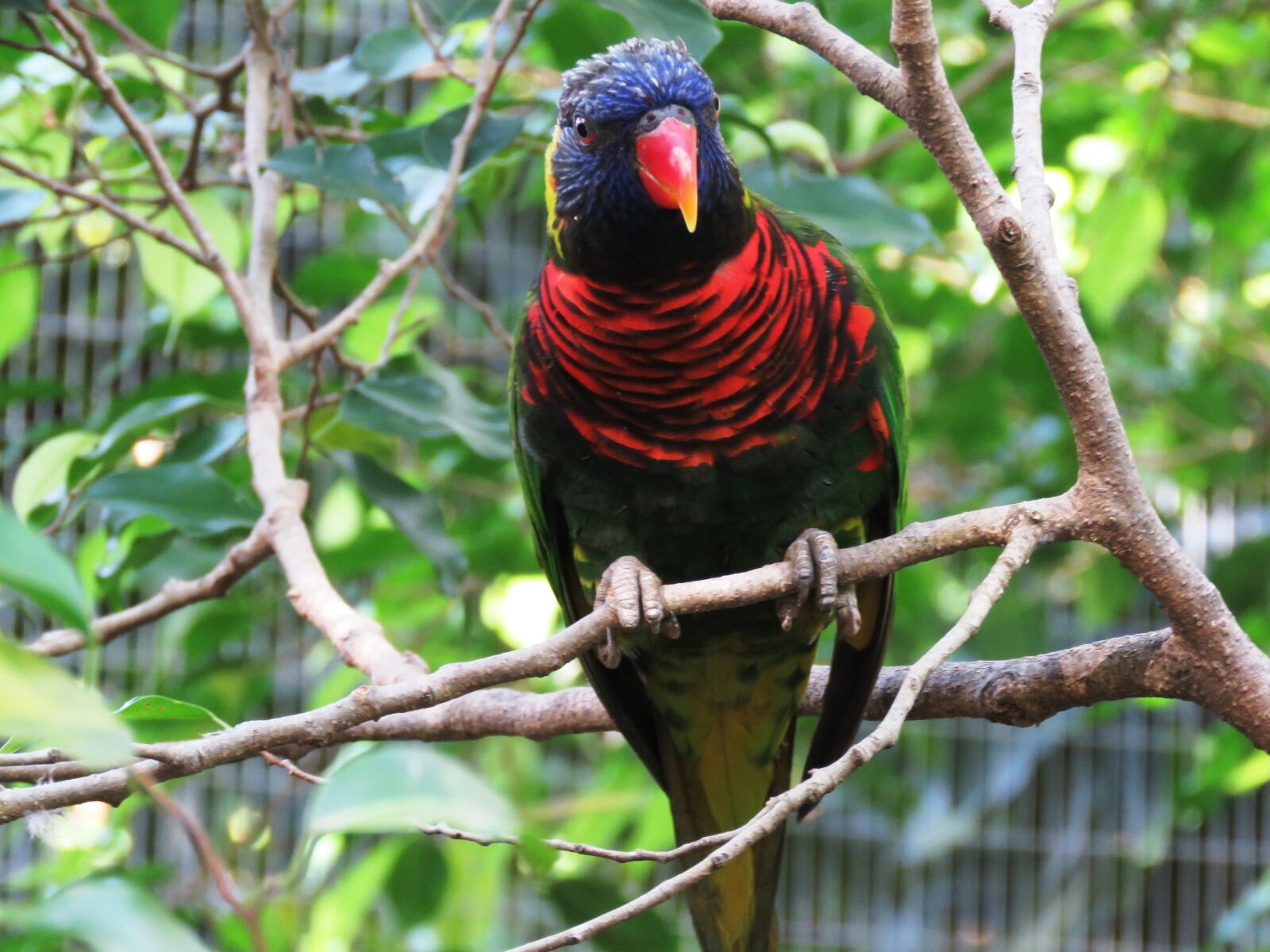 Canon PowerShot SX60 HS sample photo. Parrot, bird, macaw photography