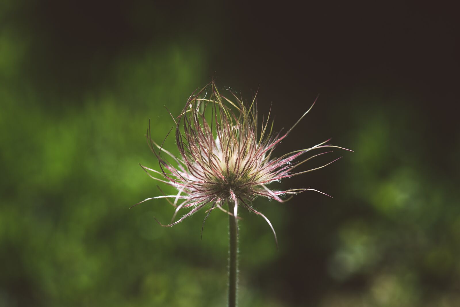 Nikon D750 sample photo. Plant, anemone, faded photography