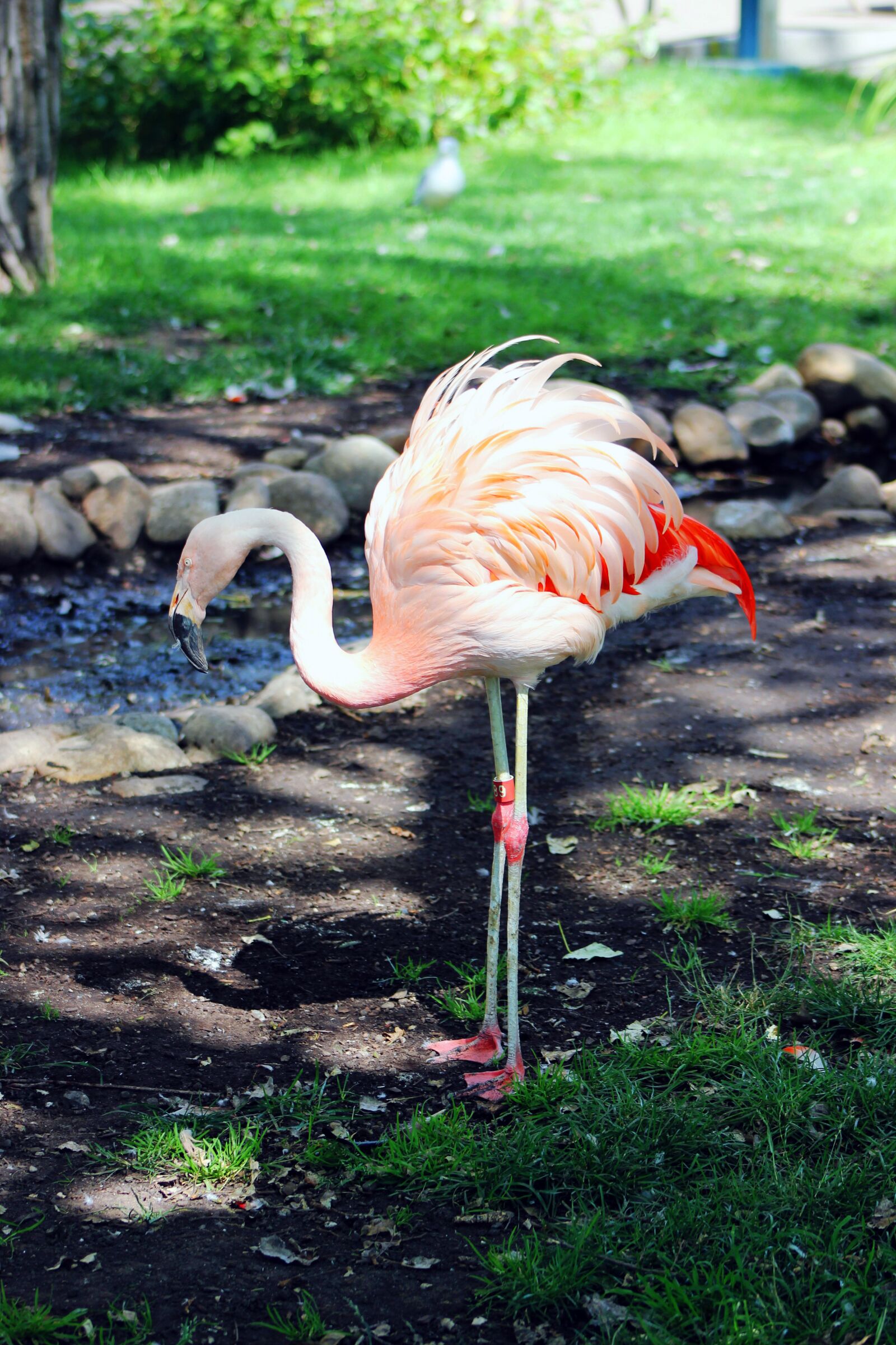 Canon EOS 550D (EOS Rebel T2i / EOS Kiss X4) sample photo. Flamingo, zoo, pink photography