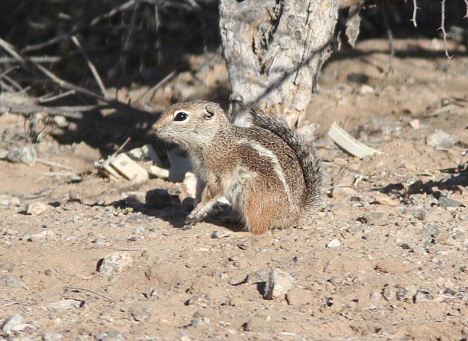 Canon EF 300mm F4L IS USM sample photo