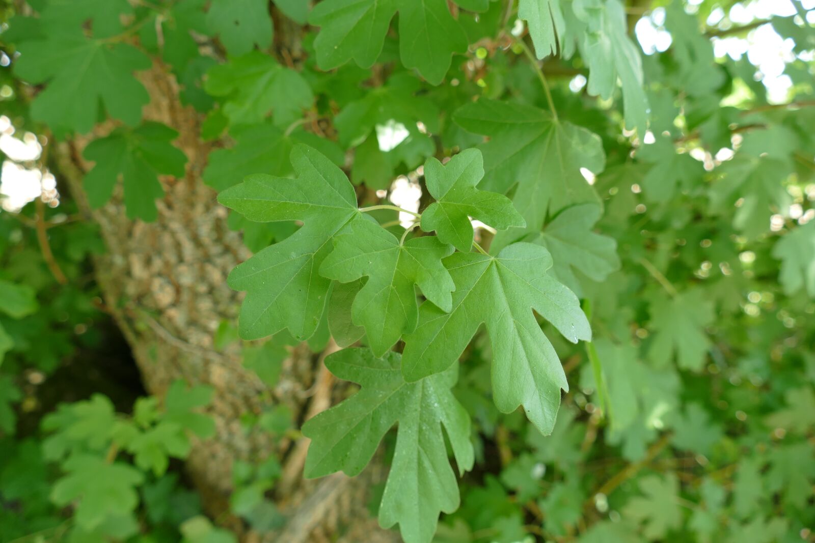Panasonic Lumix DMC-FZ1000 sample photo. Feuille, arbre, tree photography
