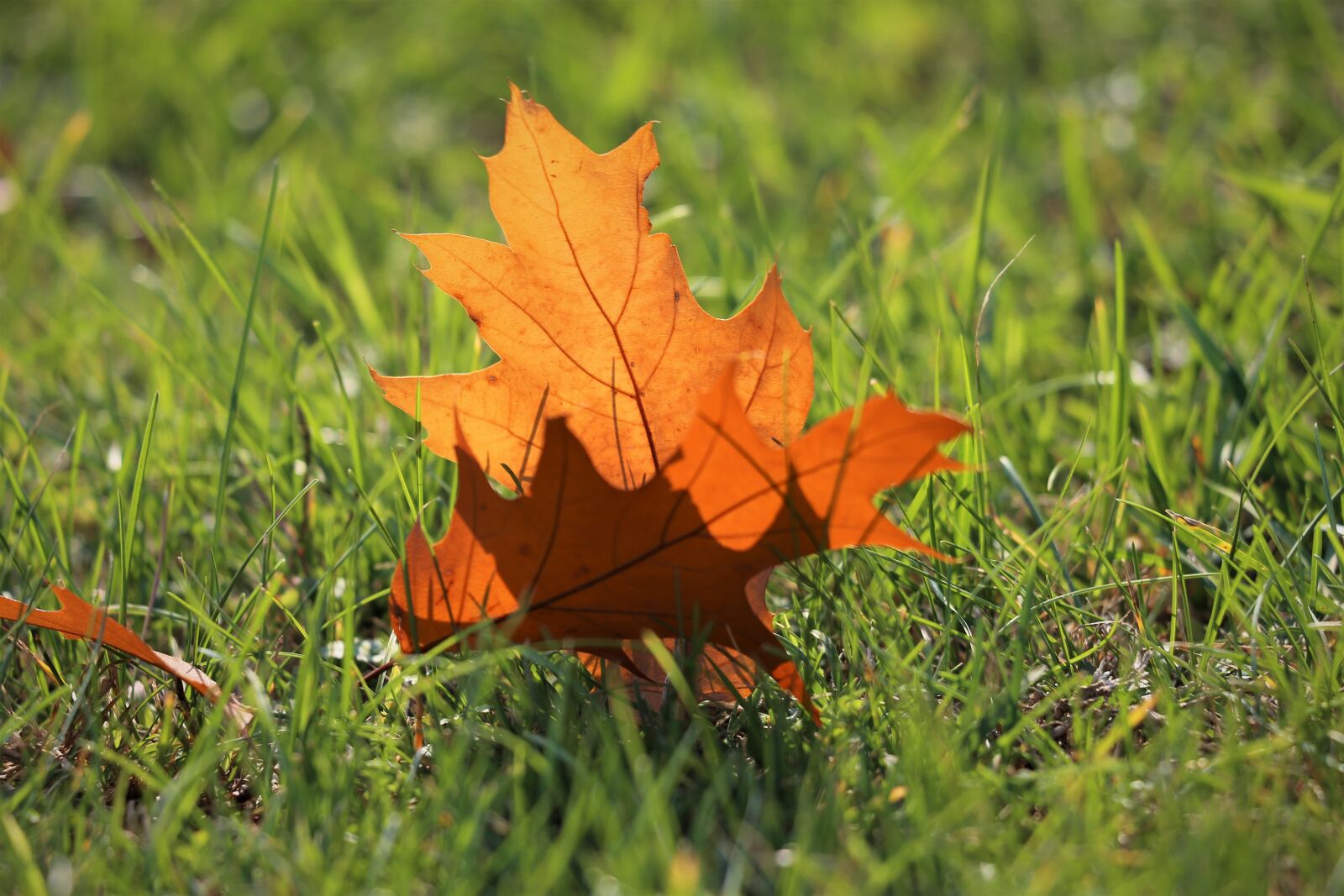 Canon EF 70-300 F4-5.6 IS II USM sample photo. Oak, quercus, brown leaf photography
