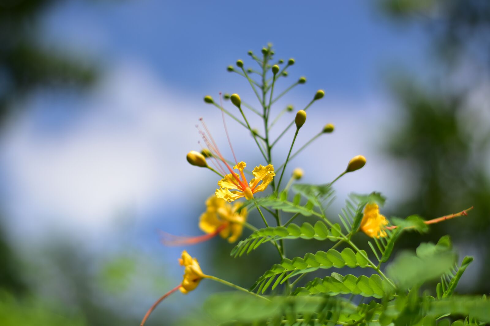 Nikon D5500 sample photo. Scallops, focus flower, yellow photography