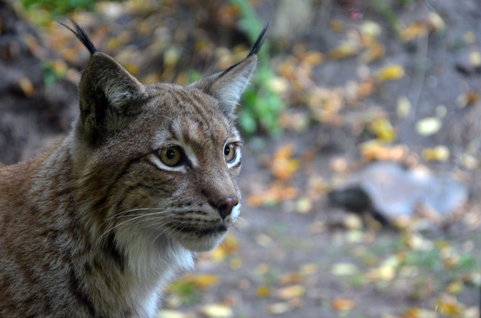 Nikon D5100 sample photo. Lynx, cat, wild photography