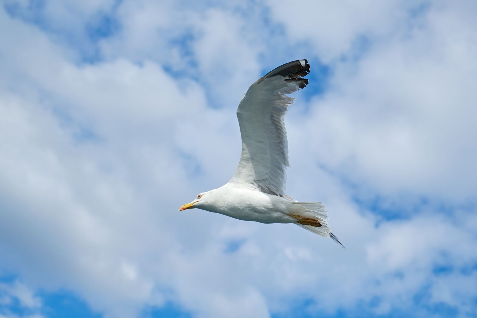 Sony a7R II + Sony Vario Tessar T* FE 24-70mm F4 ZA OSS sample photo. Seagull, bird, blue photography