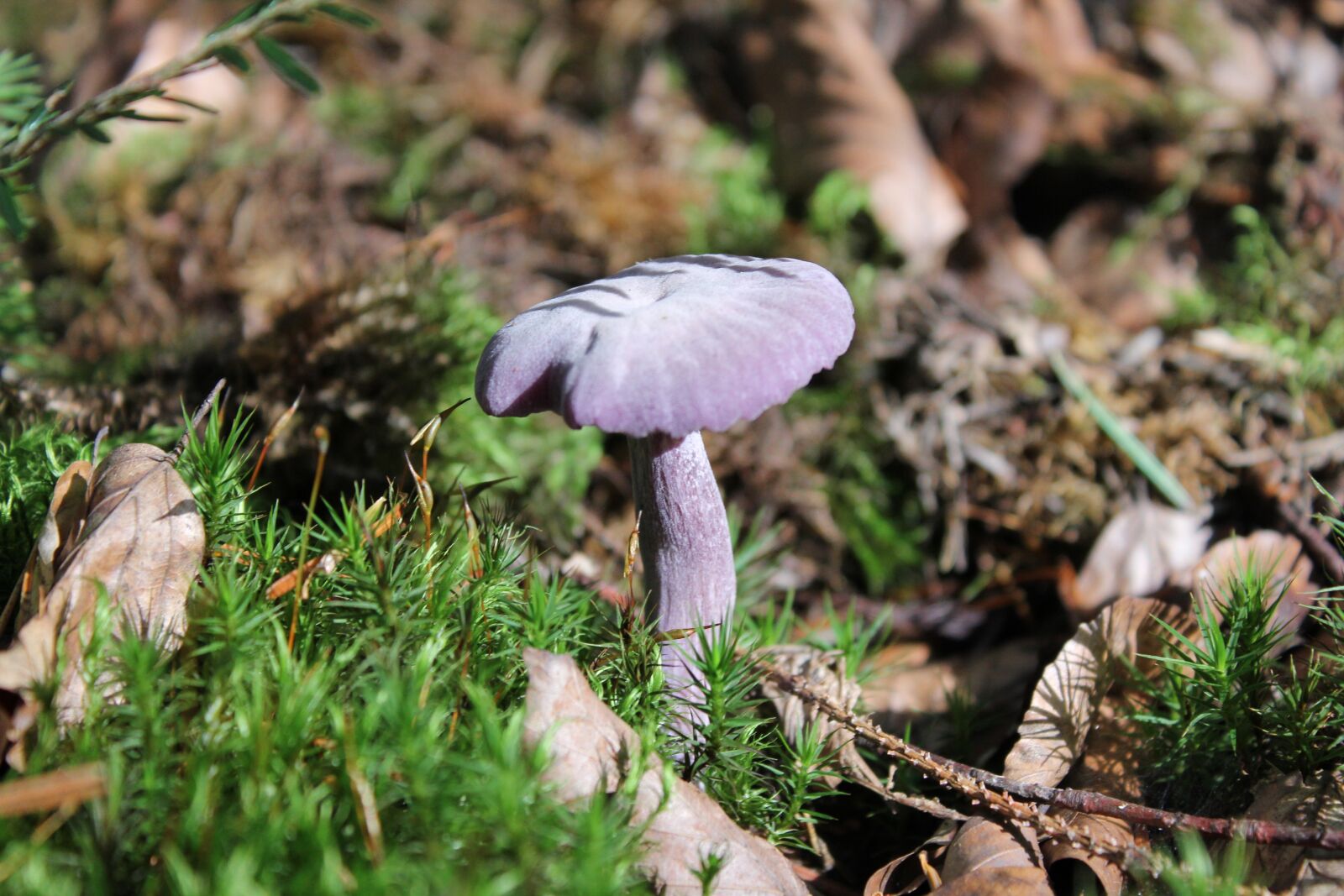 Canon EOS 550D (EOS Rebel T2i / EOS Kiss X4) sample photo. Fungus, nature, mushroom photography