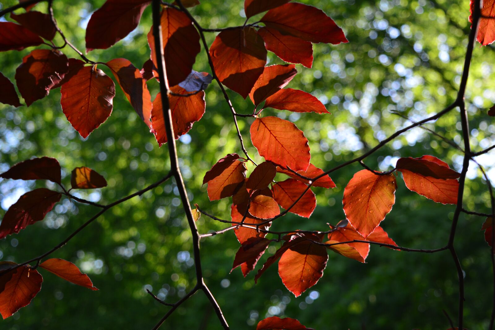 Nikon D5200 sample photo. Foliage, backlighting, nature photography