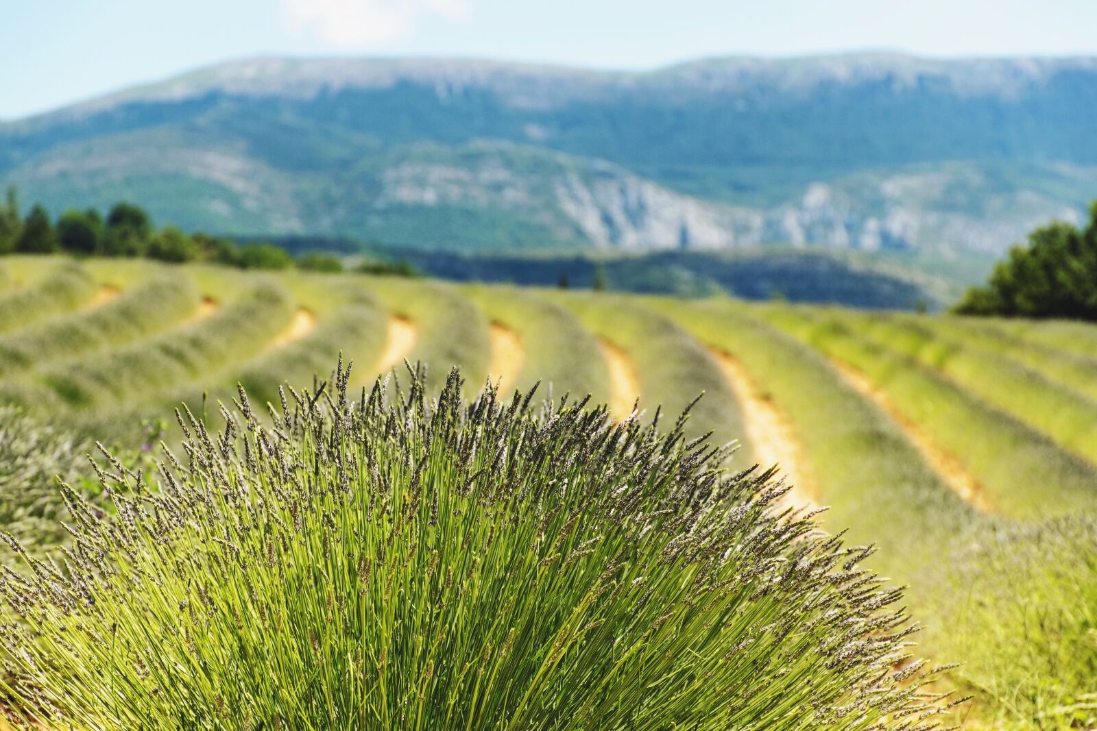 Nikon D5600 sample photo. Lavender, lavender field, farmland photography