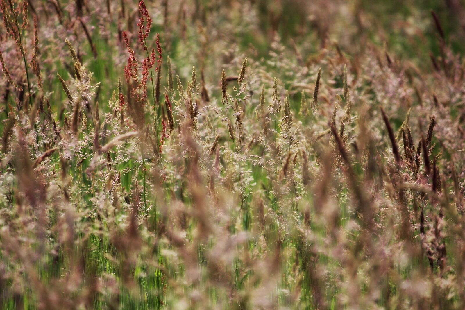 Canon EF-S 55-250mm F4-5.6 IS II sample photo. Meadow, nature, field photography
