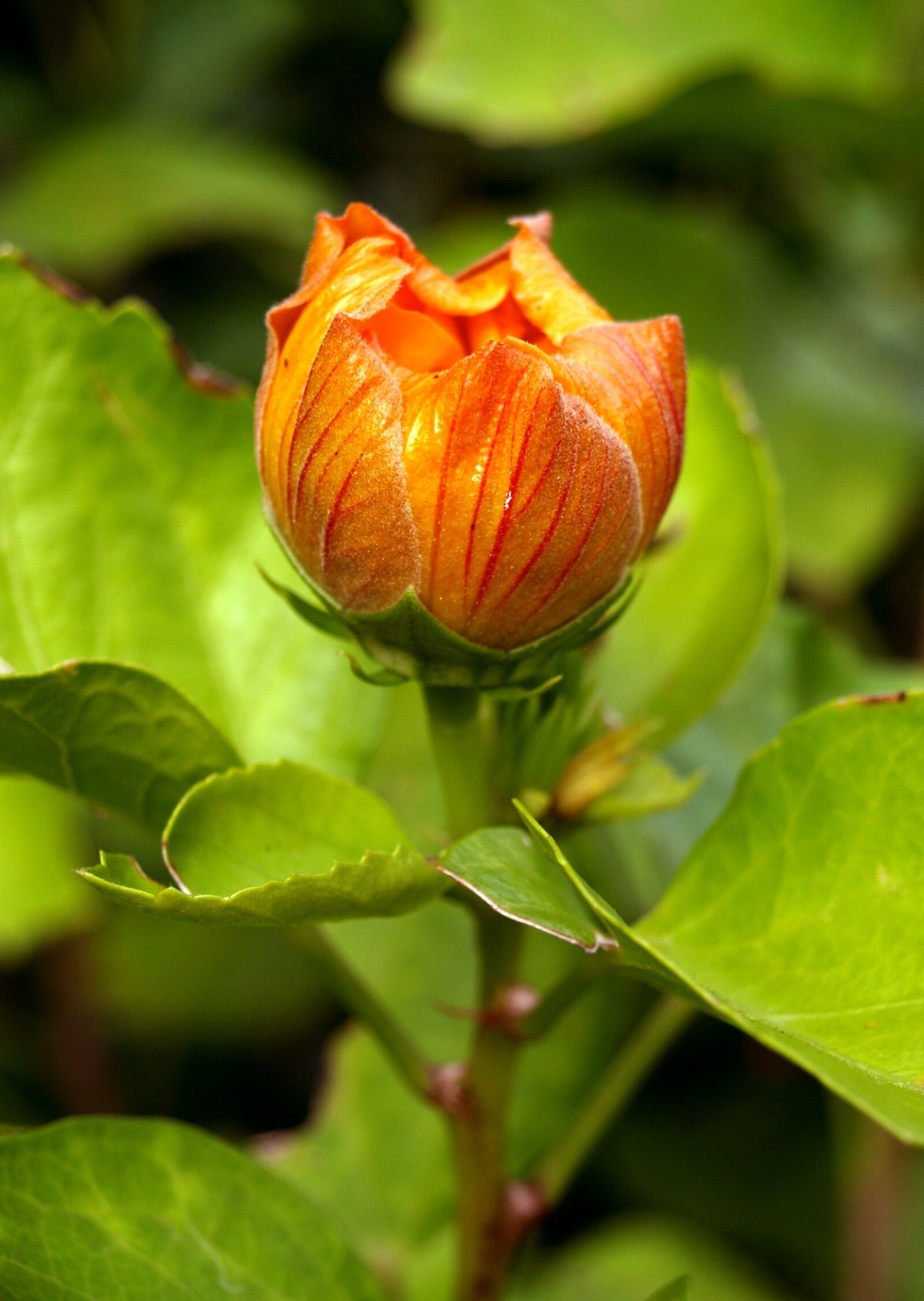 Olympus E-400 (EVOLT E-400) sample photo. Flower, nature, orange blossom photography