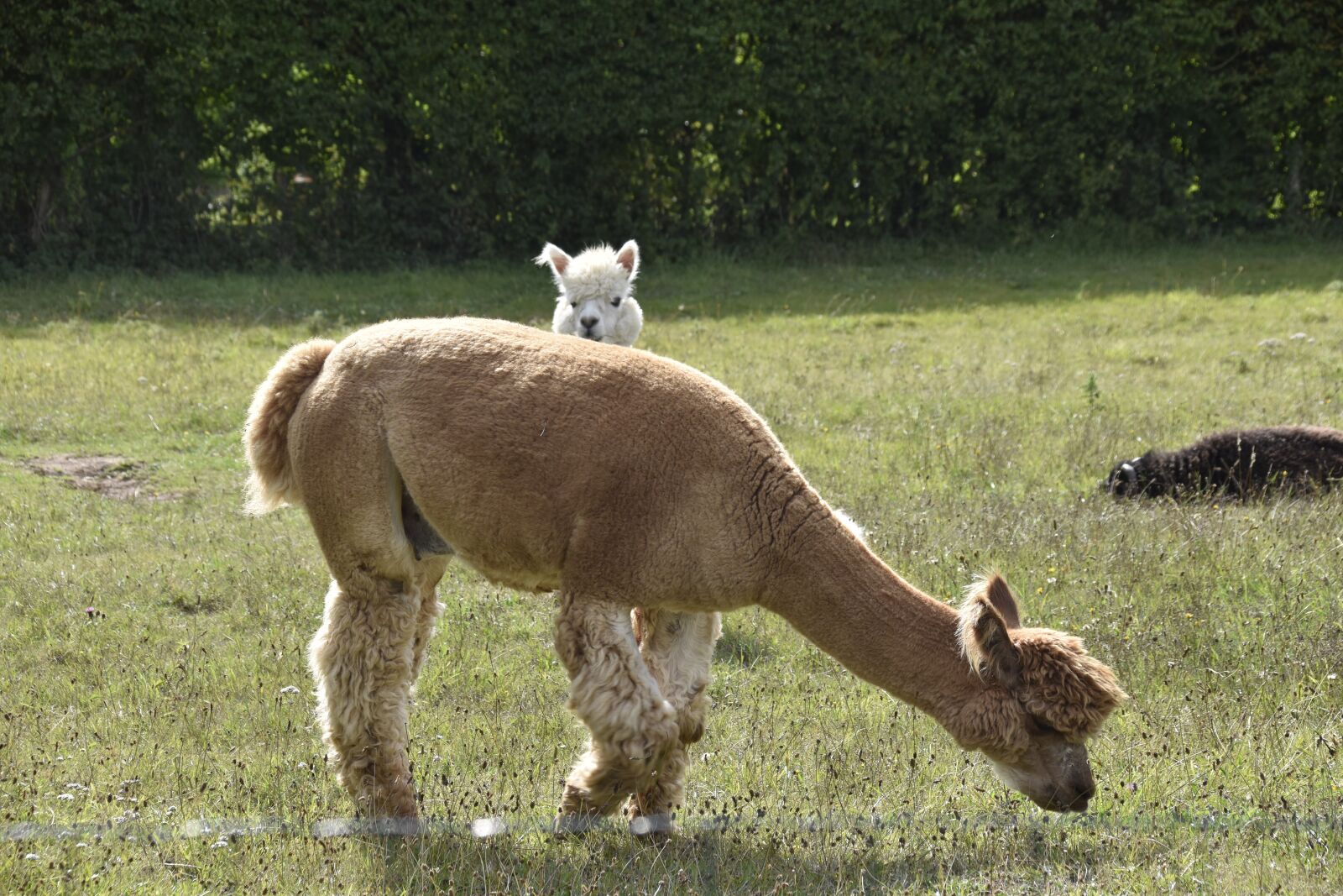 Nikon D5600 sample photo. Alpacas, animal, herbivore photography