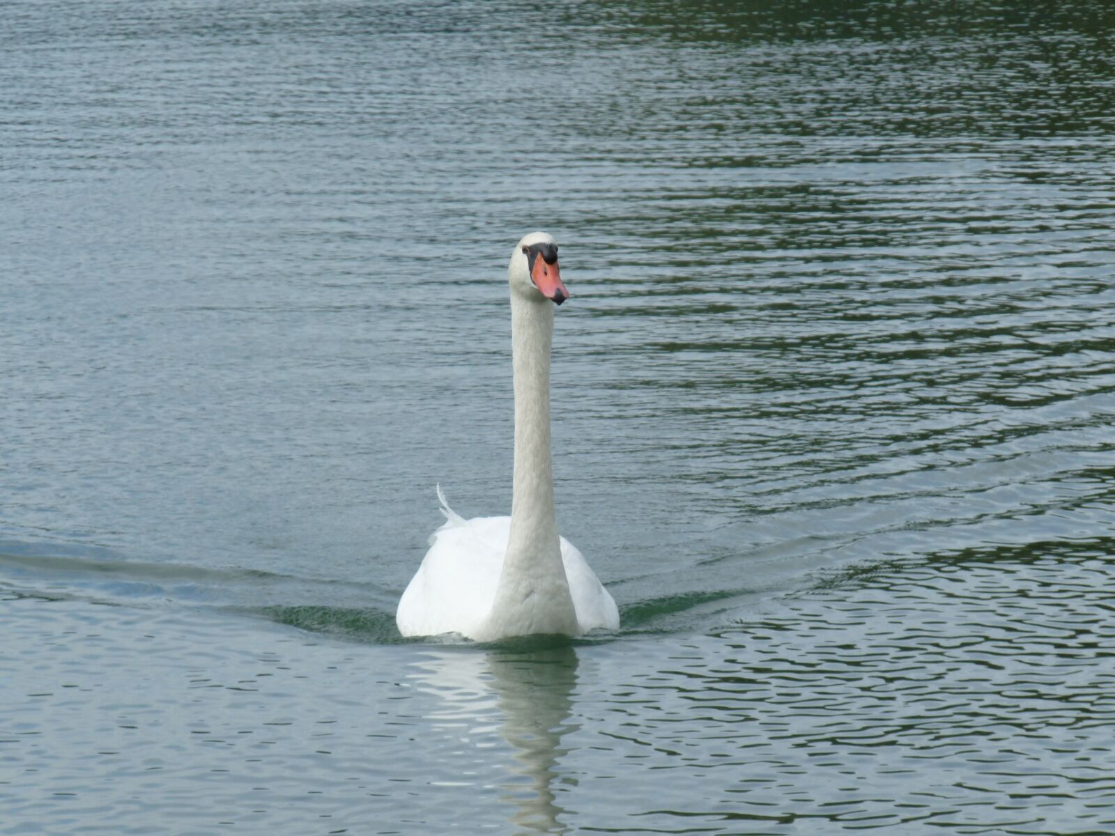 Panasonic Lumix DMC-FZ28 sample photo. Swan, water, lake photography