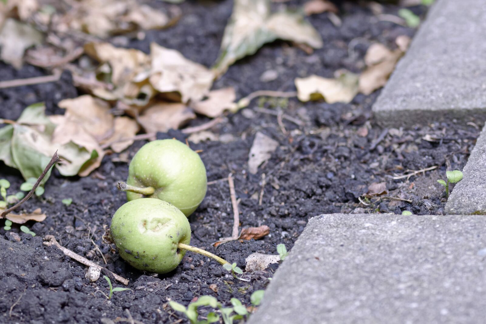 Nikon D5300 sample photo. Fruit, apple, green photography