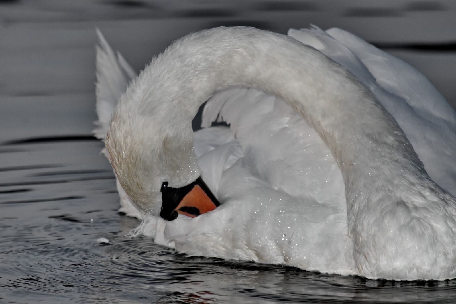 Nikon D5500 sample photo. Beautiful, feather, head, neck photography